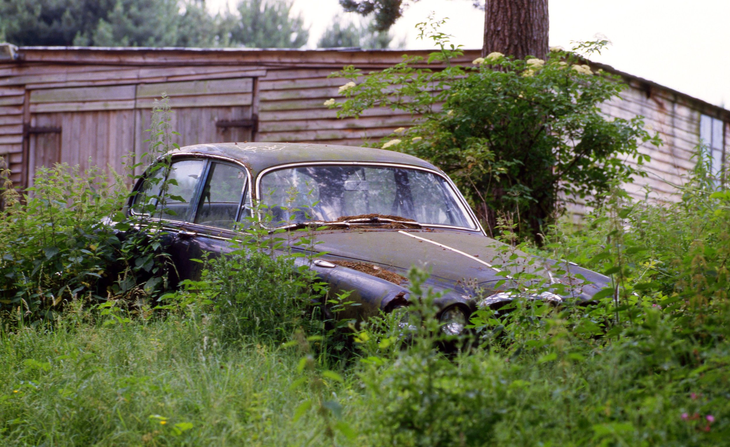 An old rusty black car covered in overgrown grass and plants, with a wooden building and trees in the background.