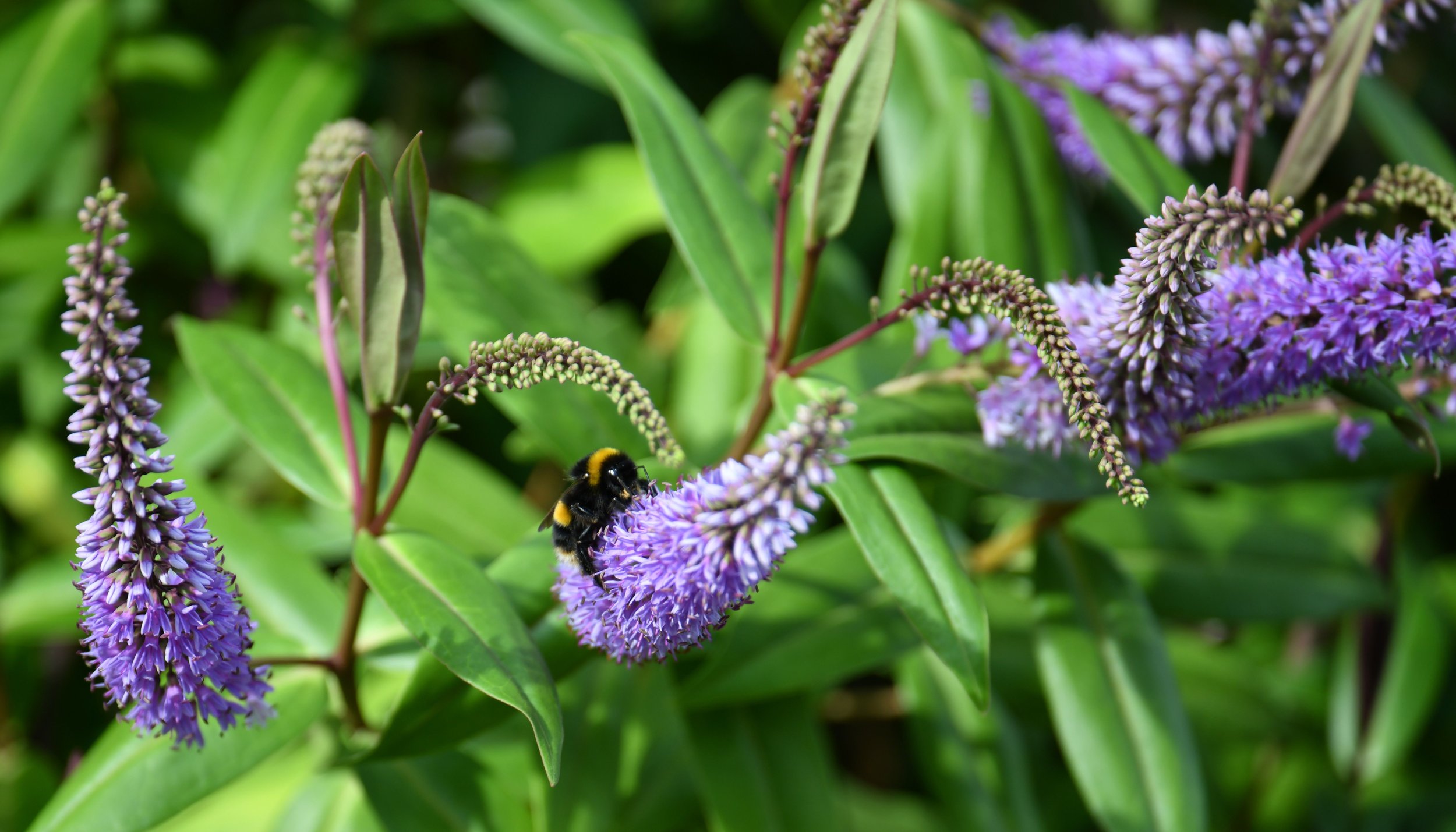 A close-up of purple flower spikes with a bumblebee collecting nectar on one of the flowers, surrounded by green leaves.