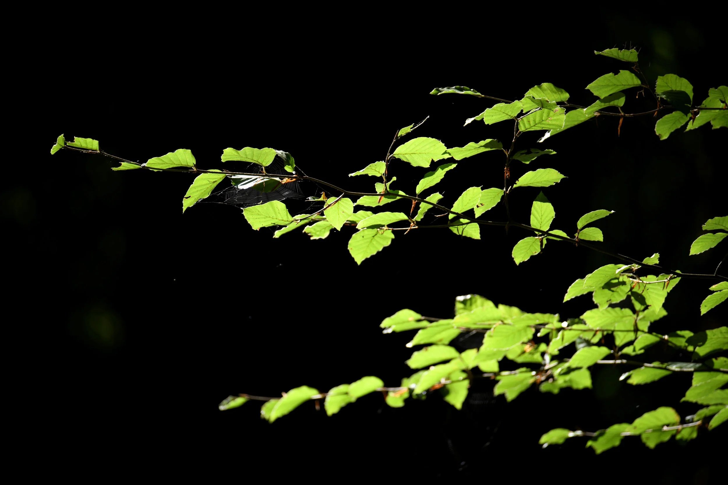 Green leaves on thin branches against a dark background, with some web strands visible among the leaves.