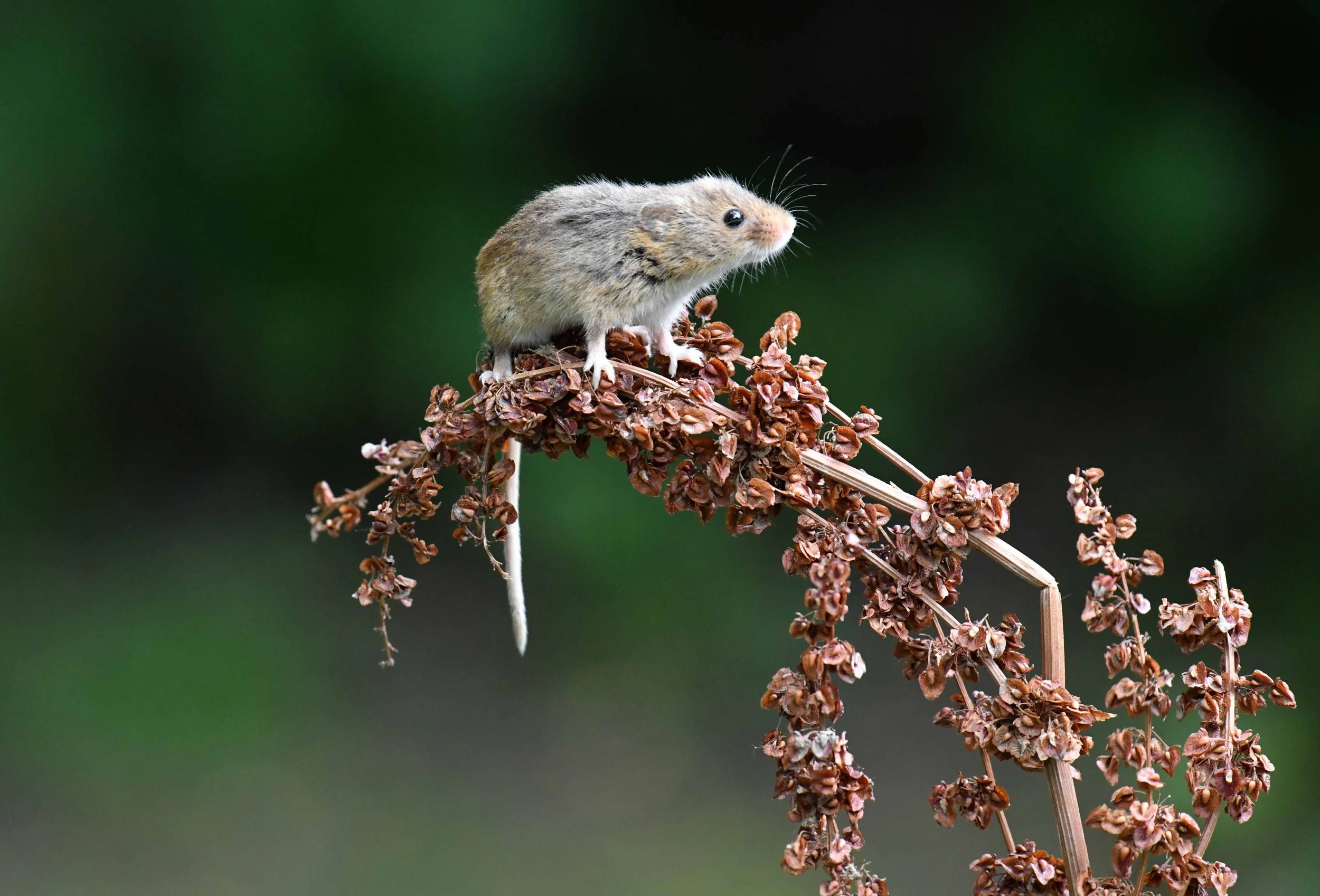 A tiny mouse with gray and beige fur and pink nose standing on a dried brown plant against a dark green blurred background.