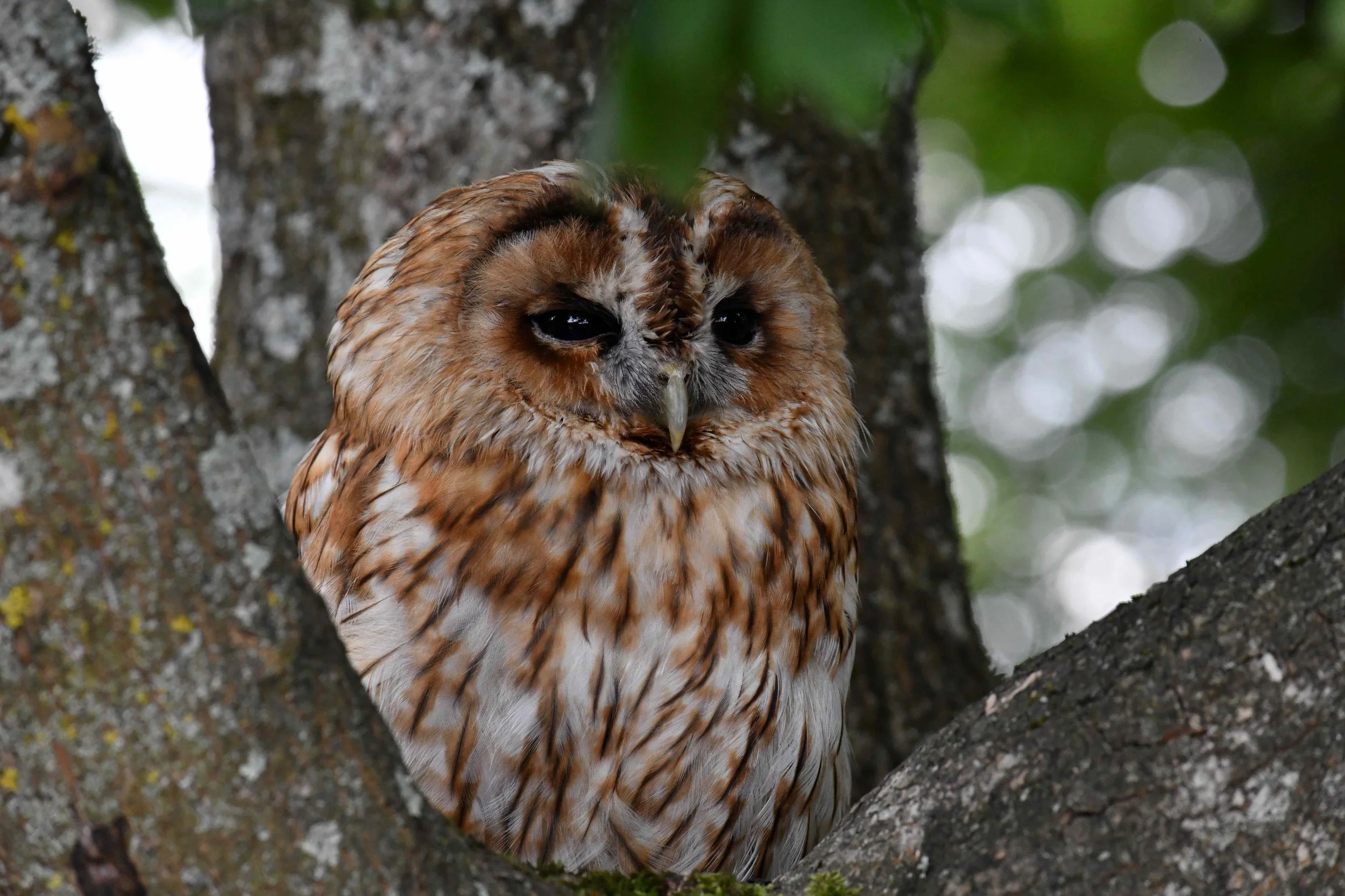 Close-up of an owl perched on a tree branch, with a blurred green and white bokeh background.