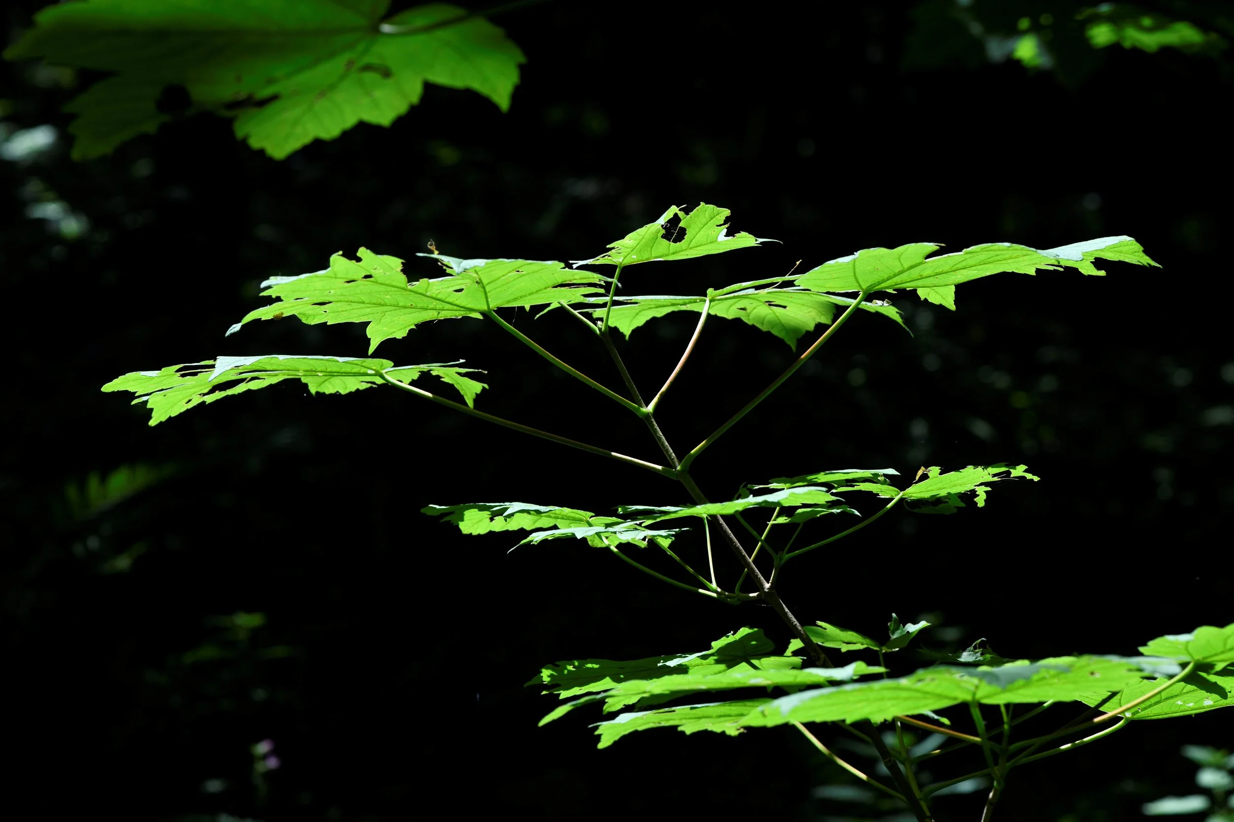 Close-up of green leaves with some damaged and torn, backlit by sunlight against dark background.