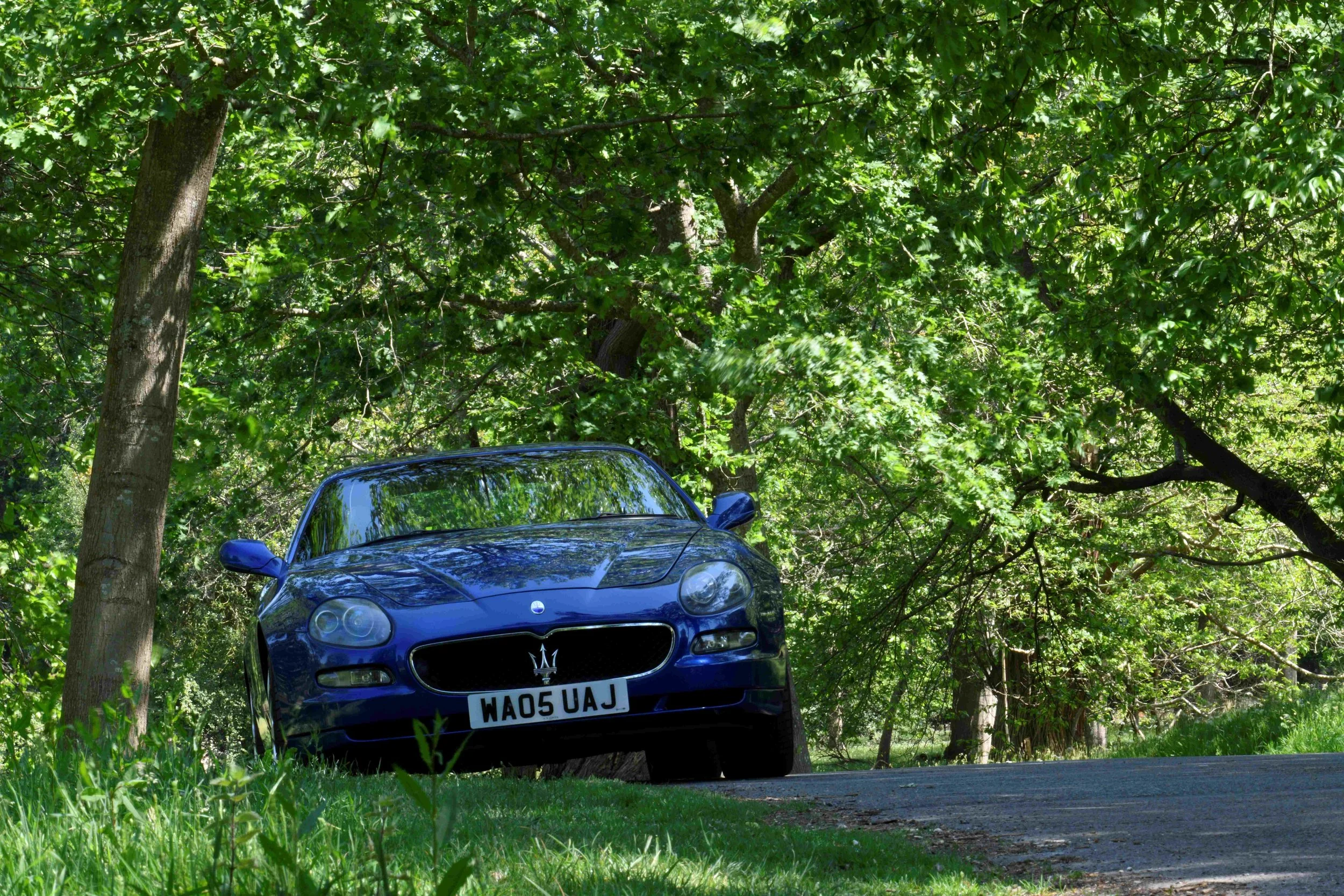 Blue Maserati sports car parked on a grassy area next to a tree-lined road, with dense green foliage overhead.