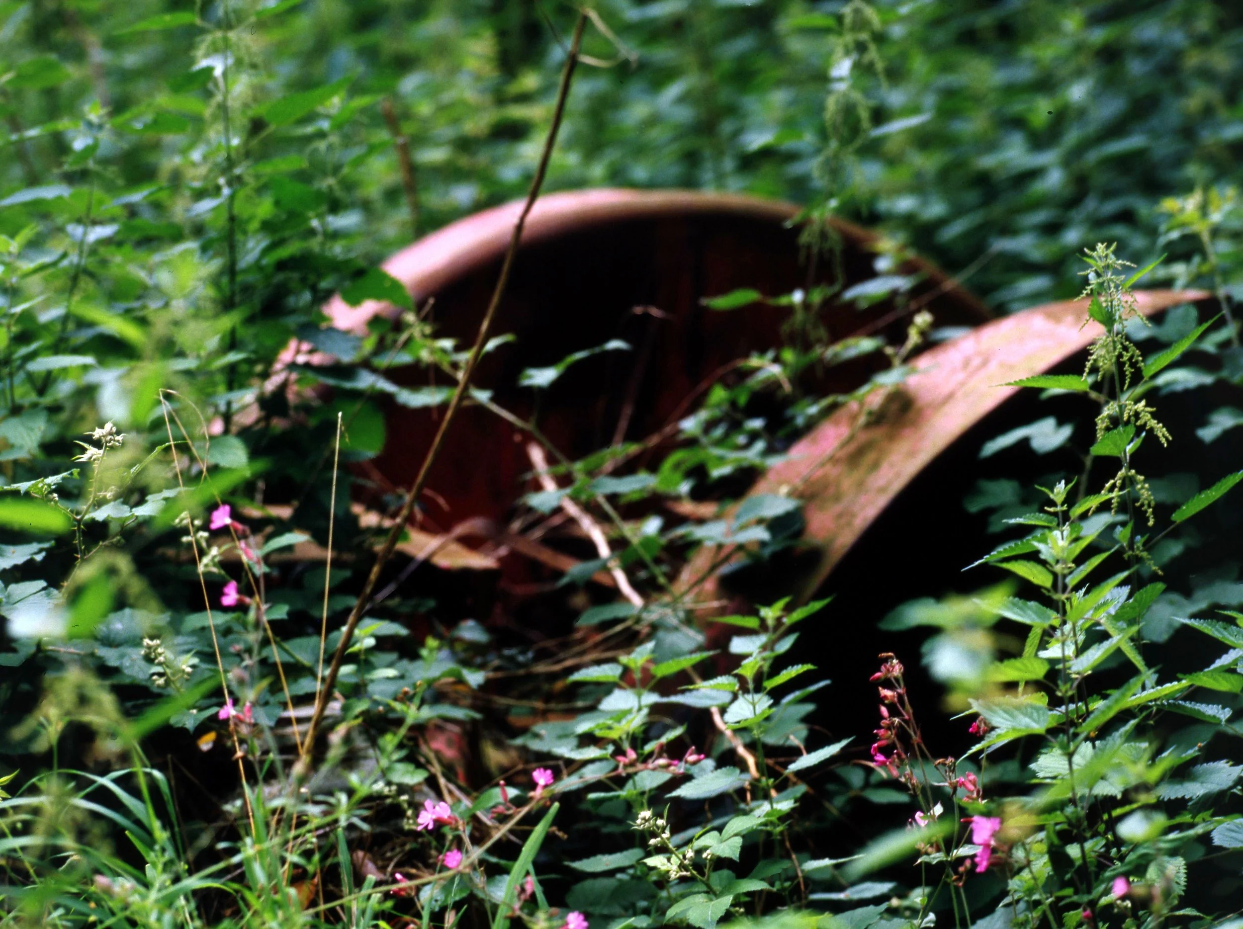 An outdoor scene with a terracotta pot surrounded by green plants and small pink flowers.