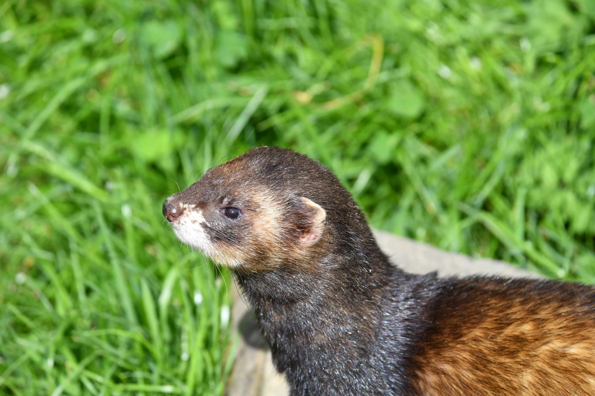 A close-up of an otter standing on grass with a blurred green background.
