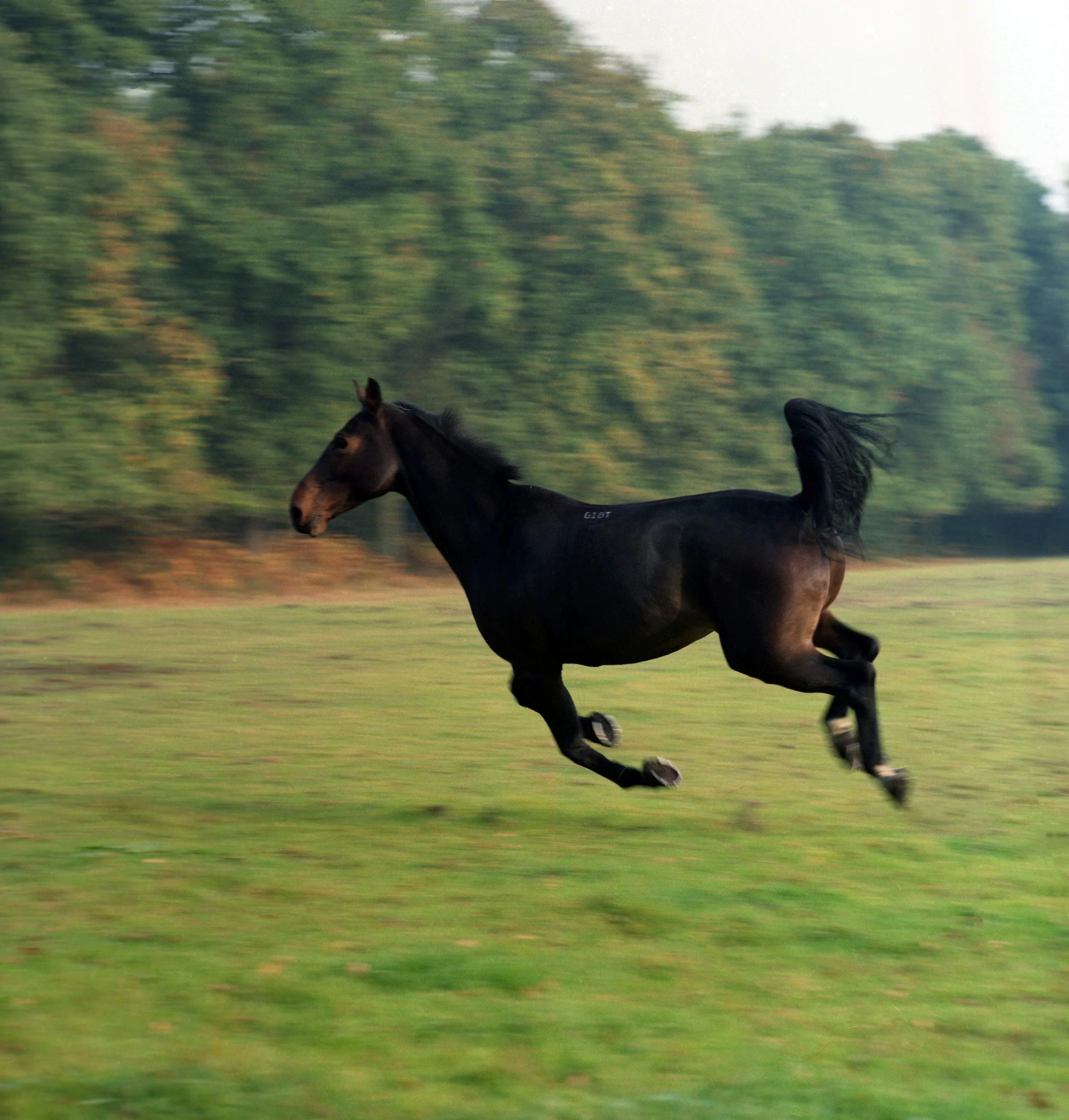 A black horse galloping across a grassy field with a blurred background of trees.