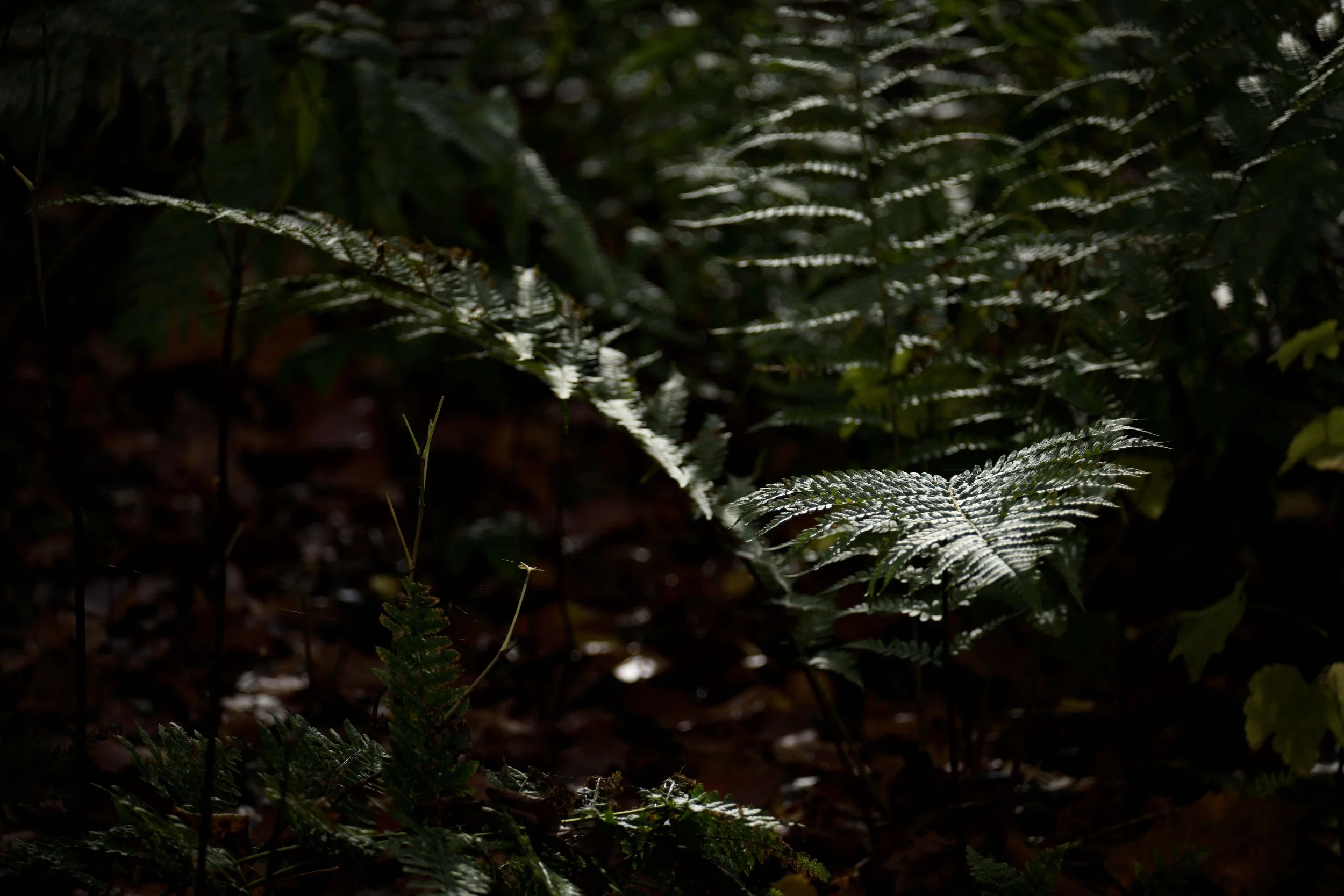 Close-up of green fern leaves with water droplets in a dark, shaded forest setting.