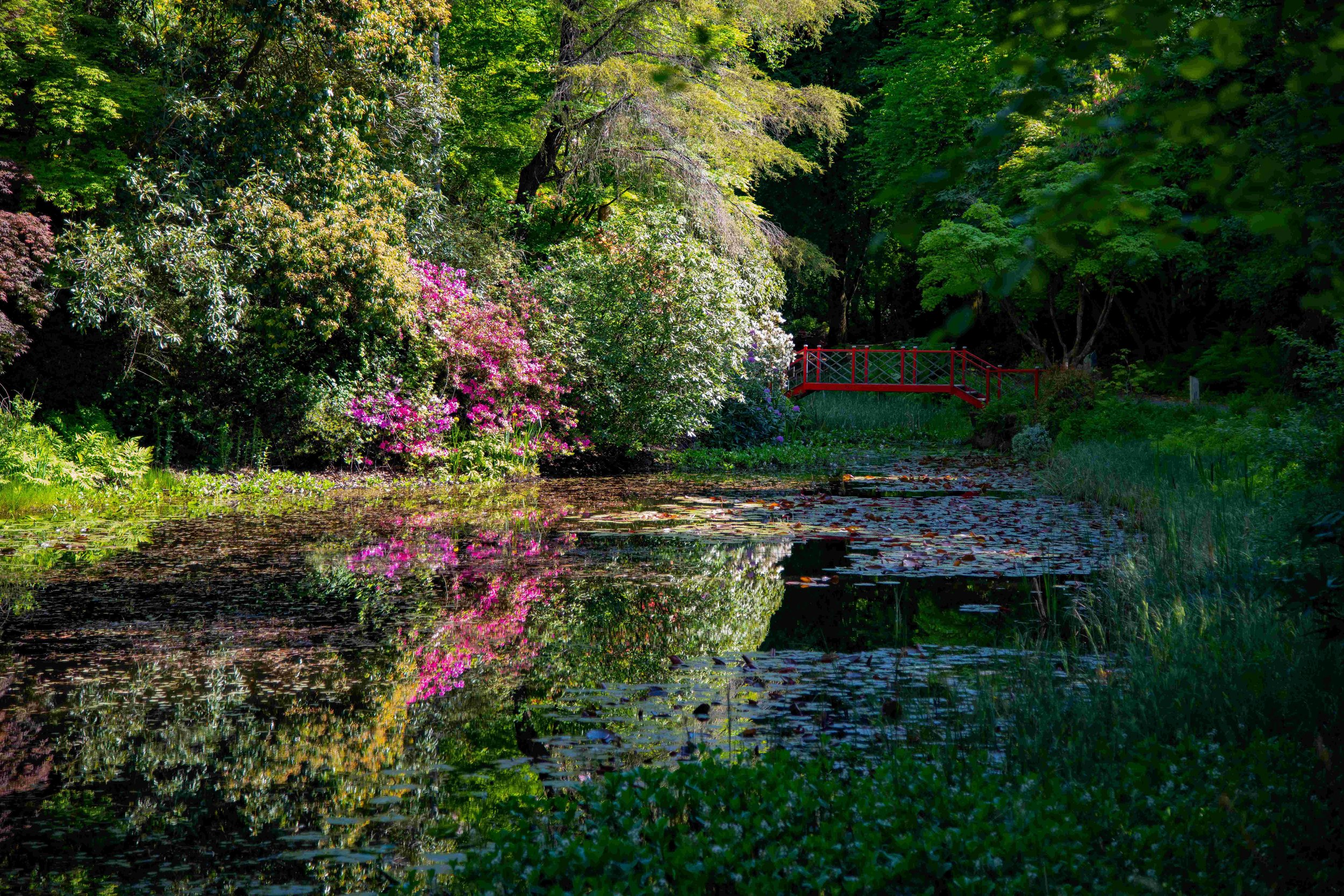 A lush pond surrounded by dense green trees and blooming flowering shrubs with a small red bridge in the background.
