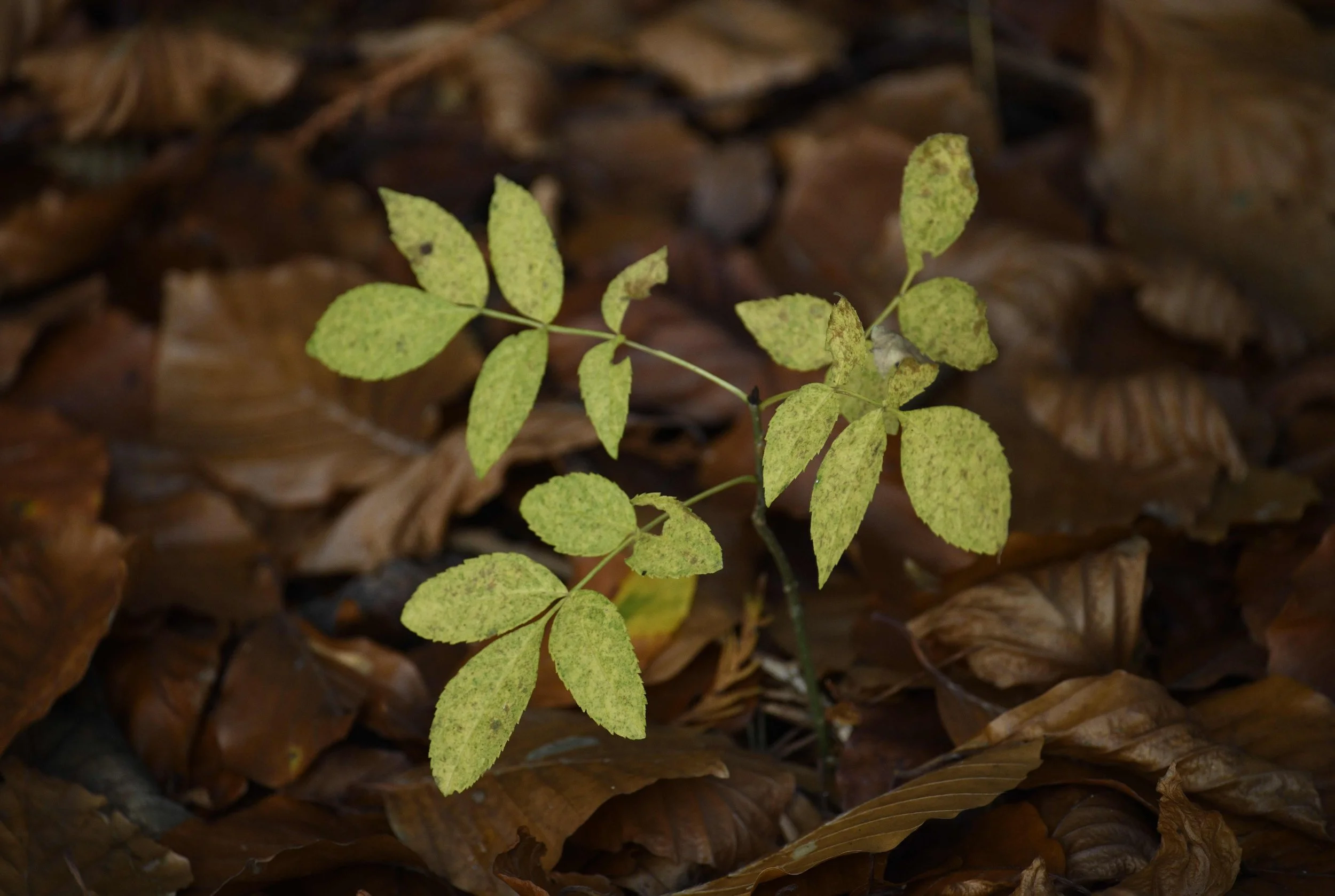 Small green plant with delicate leaves growing amid brown fallen leaves on the forest floor.