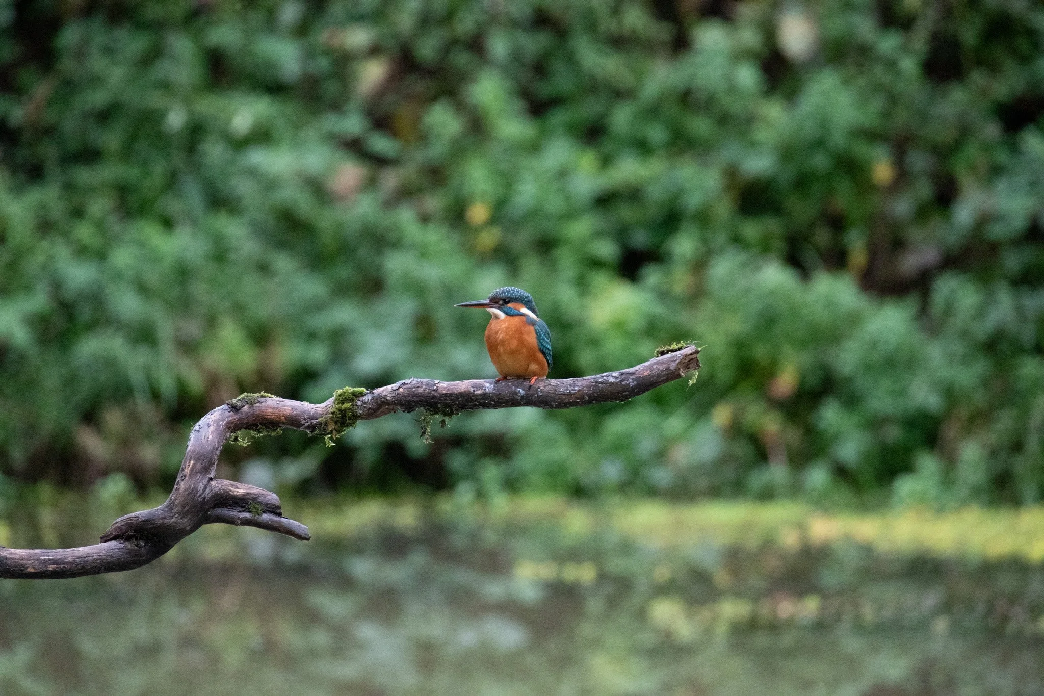 A colorful kingfisher bird perched on a mossy, twisted branch in a lush green forest setting.