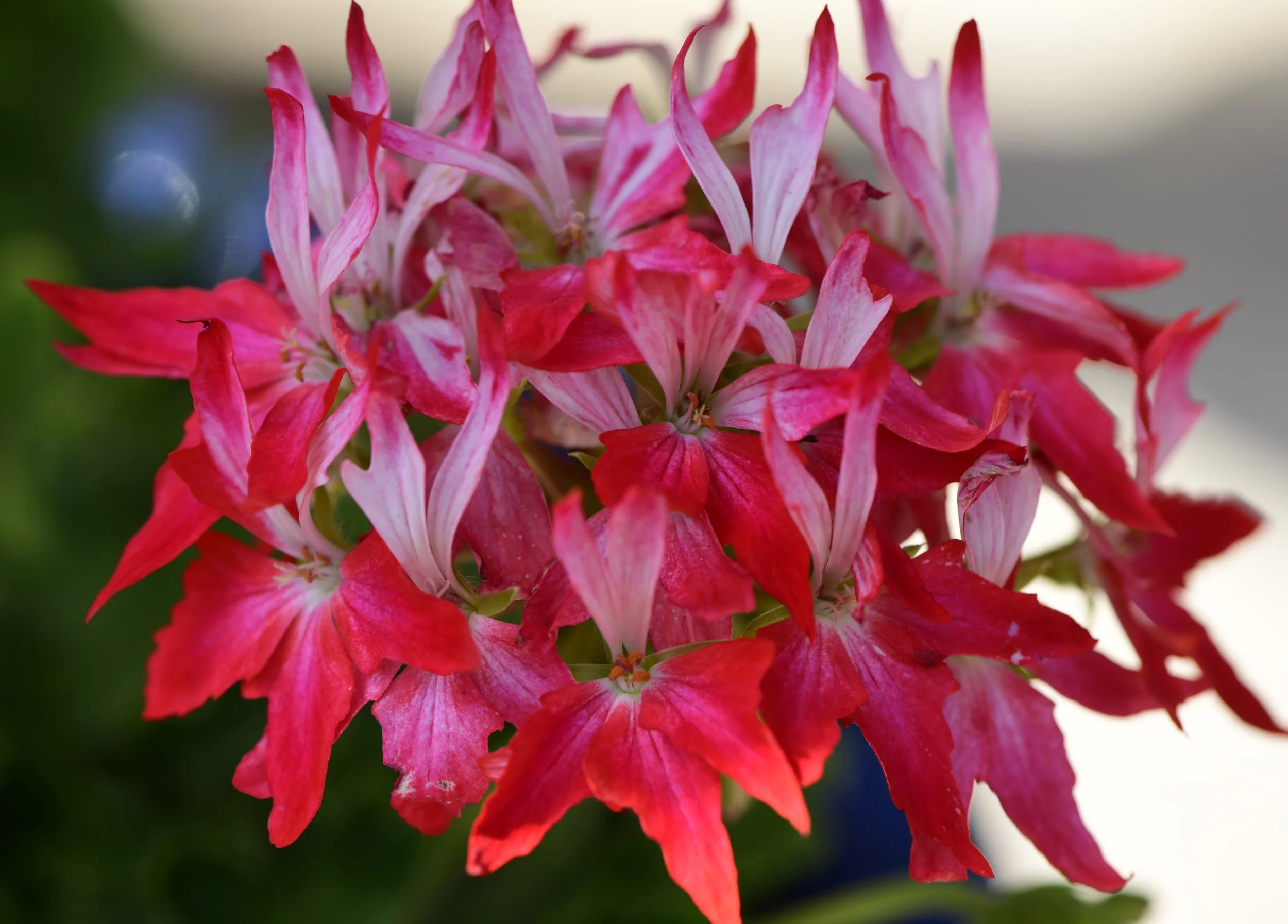 Close-up of a vibrant red and pink flower with multiple petals, blurred green background.