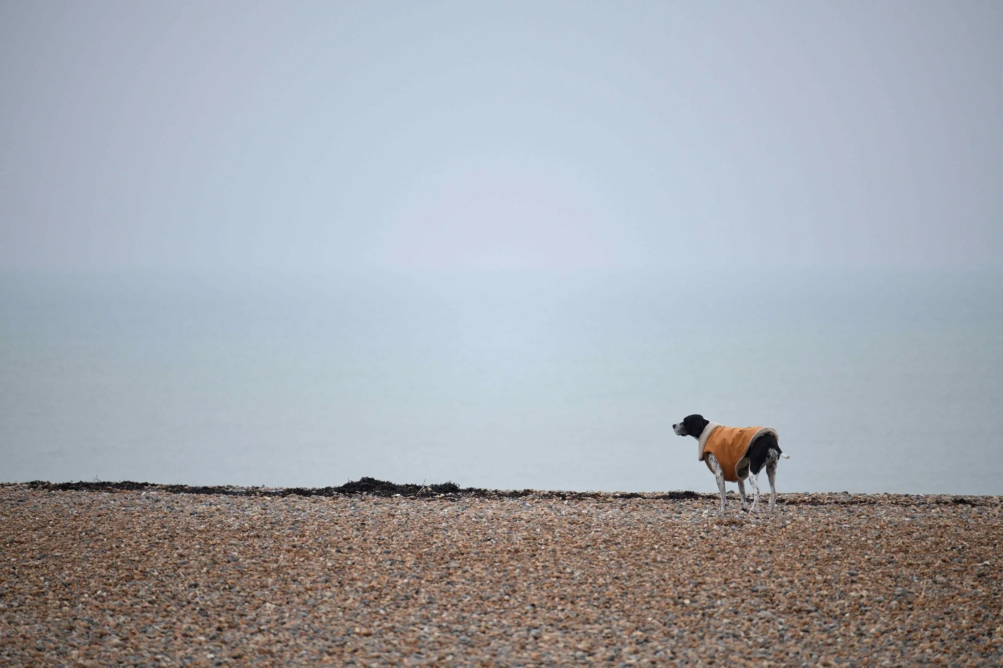 A dog wearing an orange coat standing on a pebble beach, looking out over a body of water under a cloudy sky.