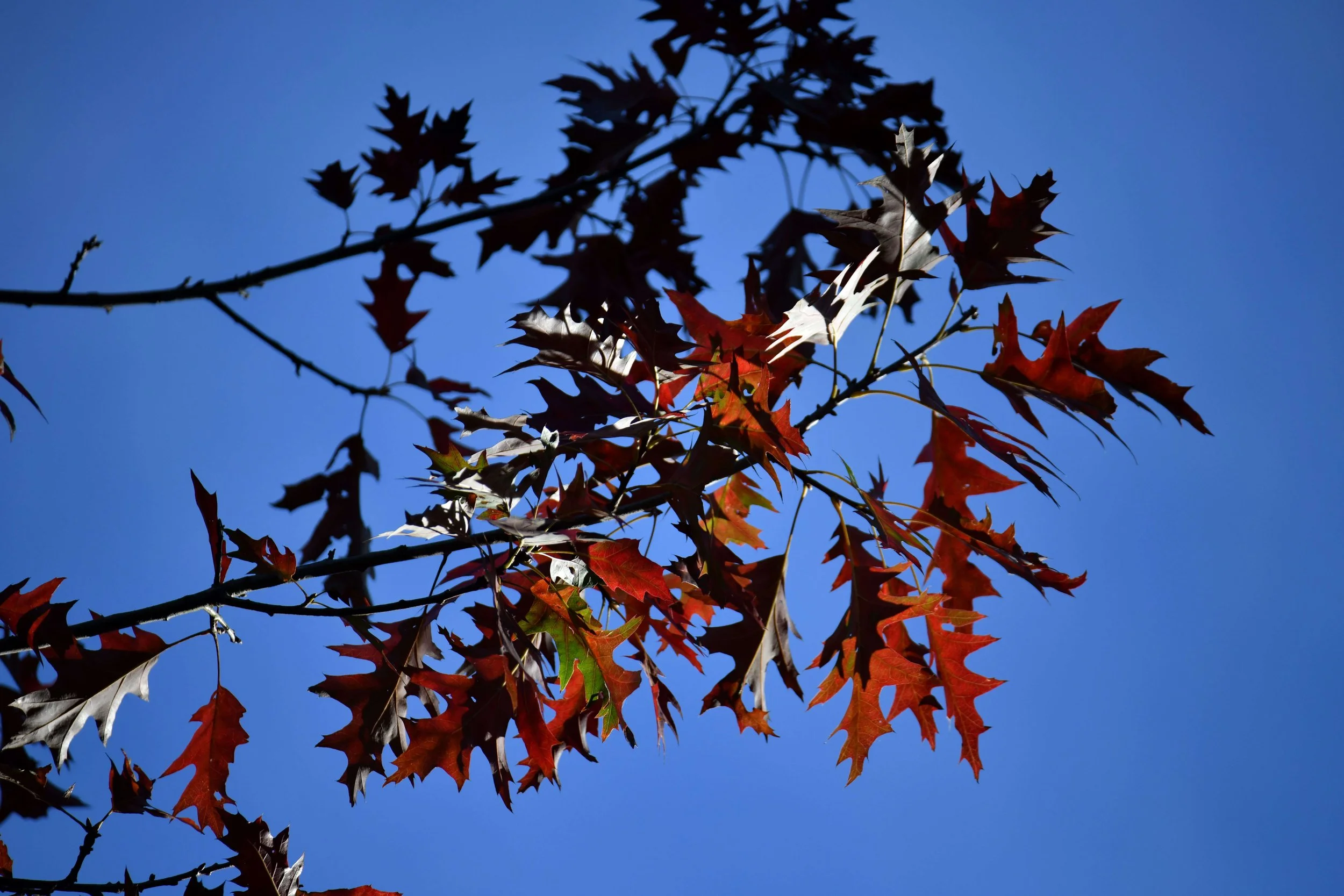Tree branches with red, orange, and brown autumn leaves against a clear blue sky.