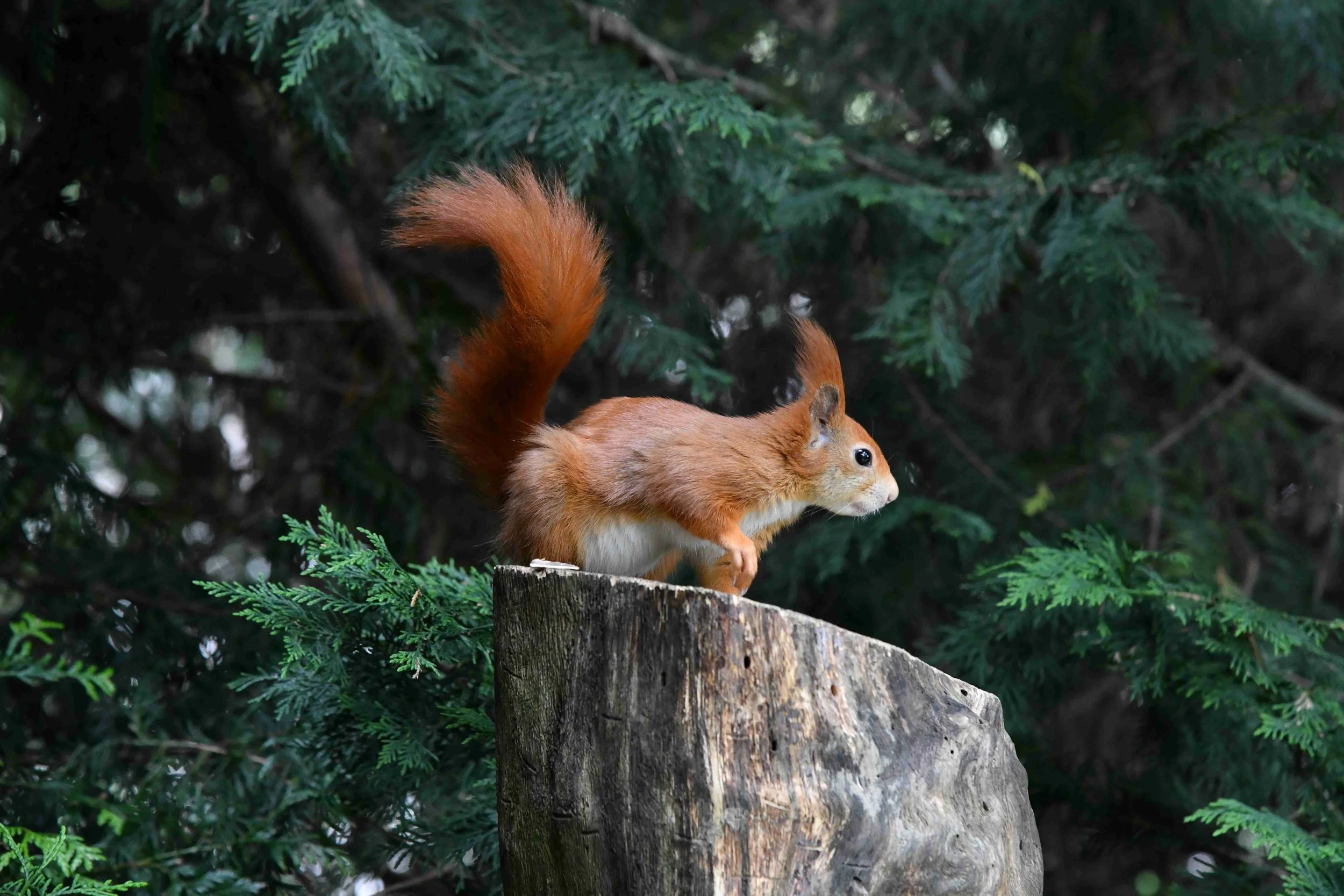 A red squirrel with a bushy tail stands on a tree stump surrounded by green pine branches.