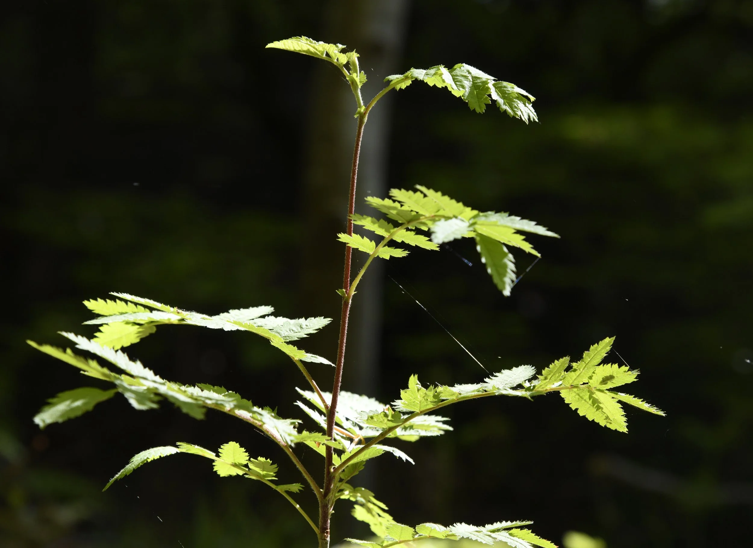 Green fern plant with multiple fronds against a dark background.