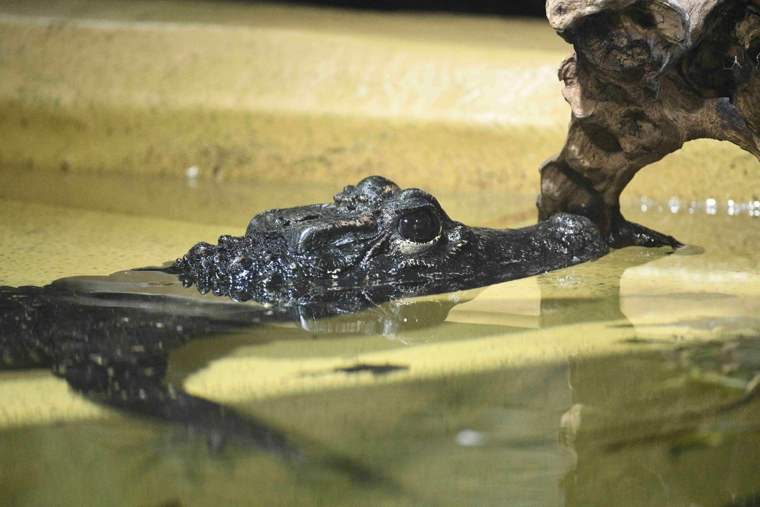 A young alligator resting in a shallow water pool with a tree branch nearby.