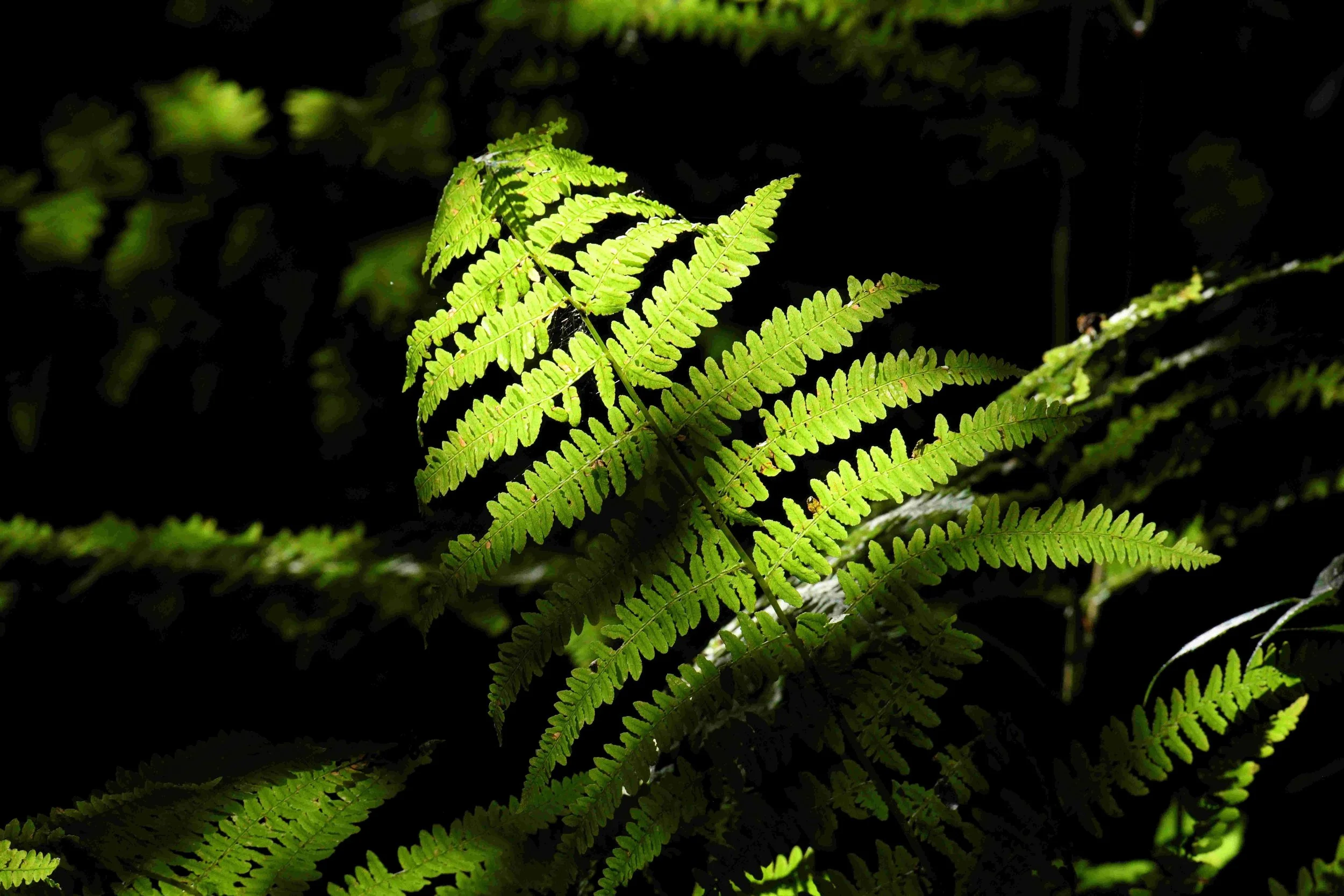 Close-up of green fern leaves with sunlight highlighting their fronds against a dark background.