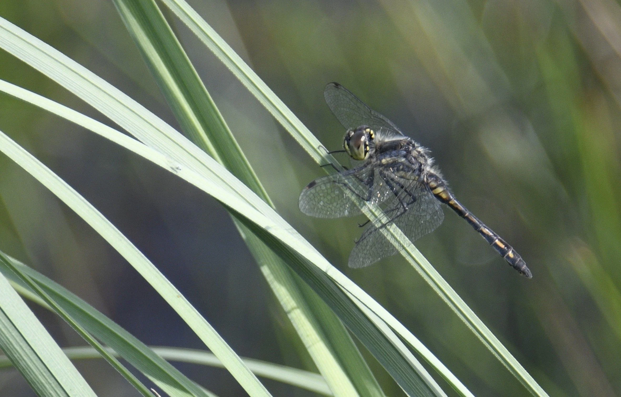 A dragonfly perched on a green blade of grass with a blurred green background.