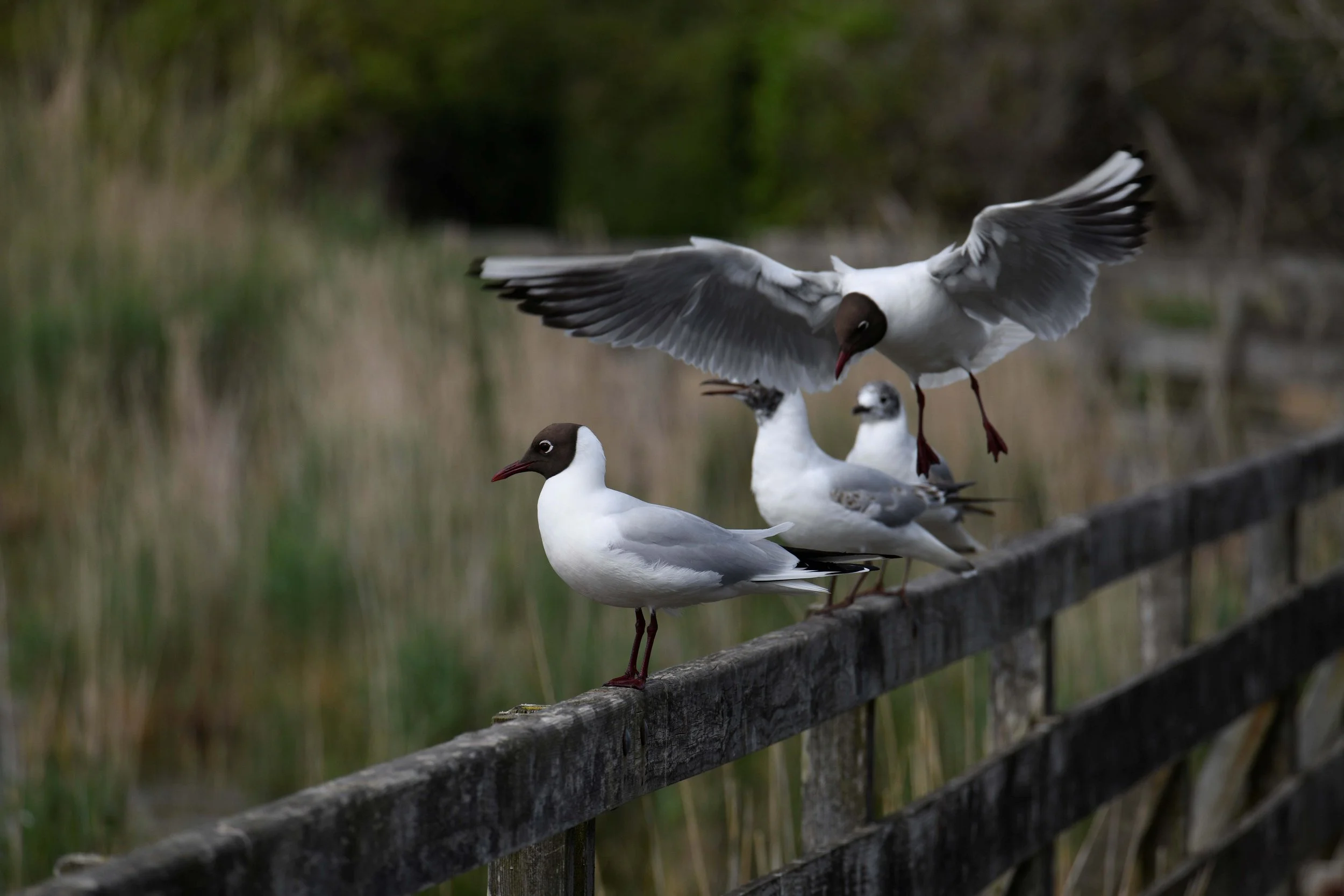Seagulls perched on a wooden railing near a body of water with a bird flying above.