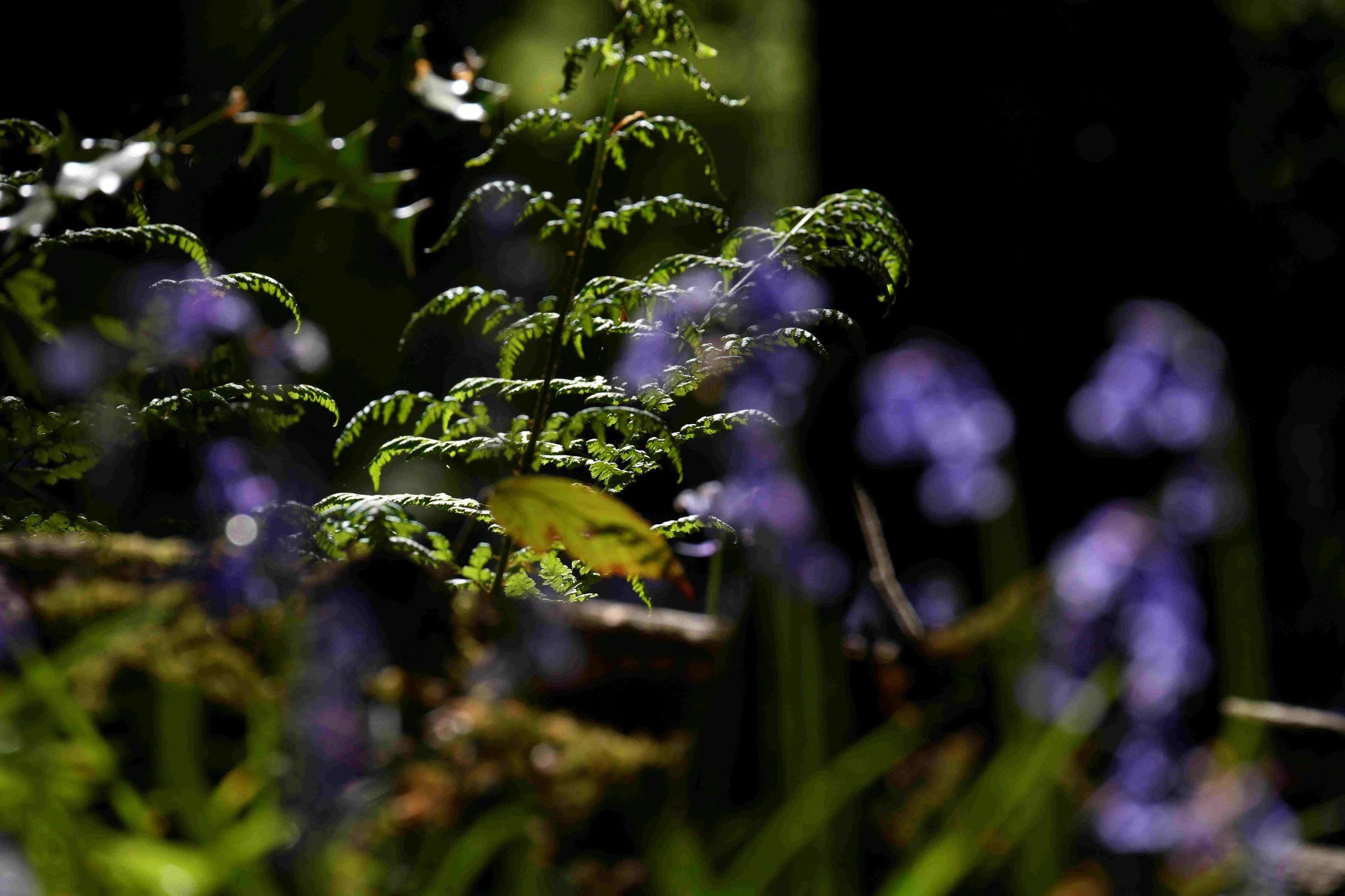Close-up of green fern leaves with sunlight highlighting their edges, with purple and white blurred flowers in the background.