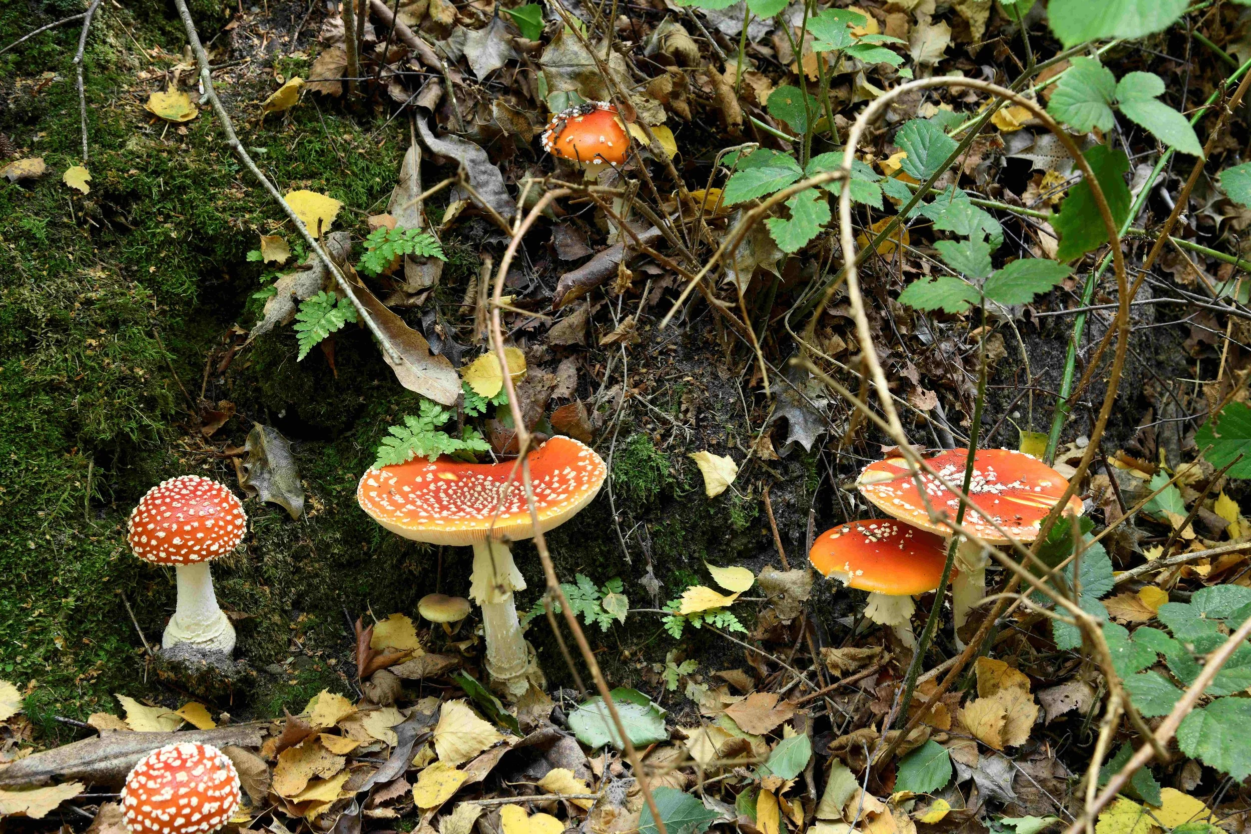 Fungi, including several red mushrooms with white spots, growing among fallen leaves, twigs, and green plants on a forest floor.
