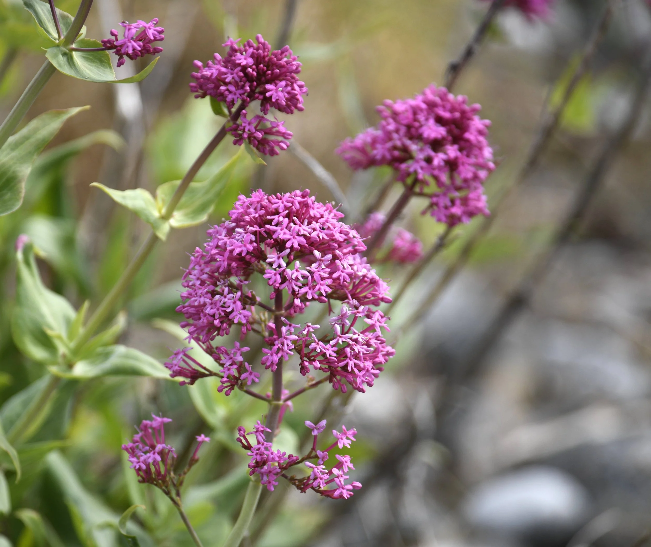 Close-up of bright pink and purple flowering plant with green leaves and a blurred natural background.