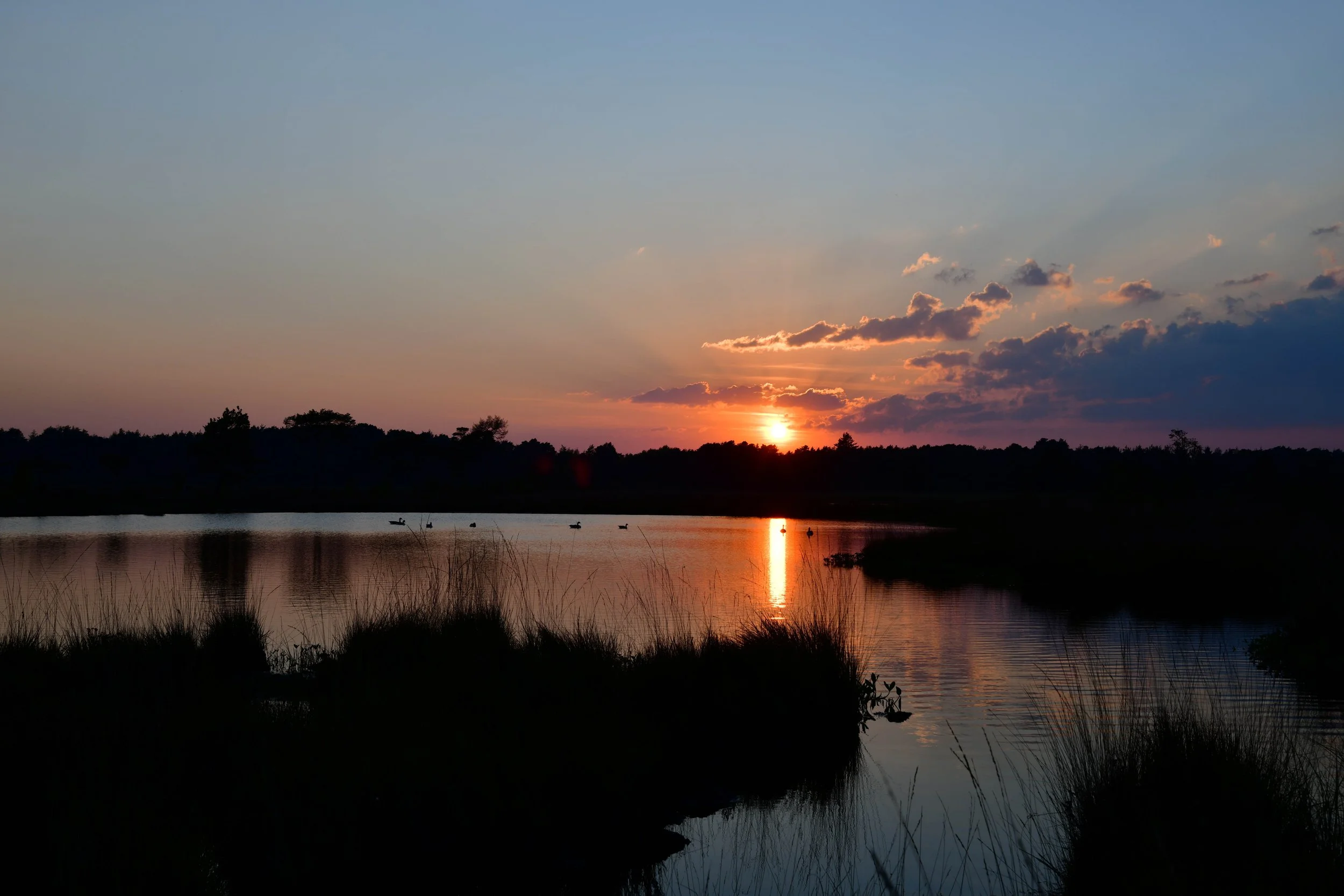 Sunset over a calm lake with trees in the background and ducks swimming, reflecting the colorful sky and clouds.