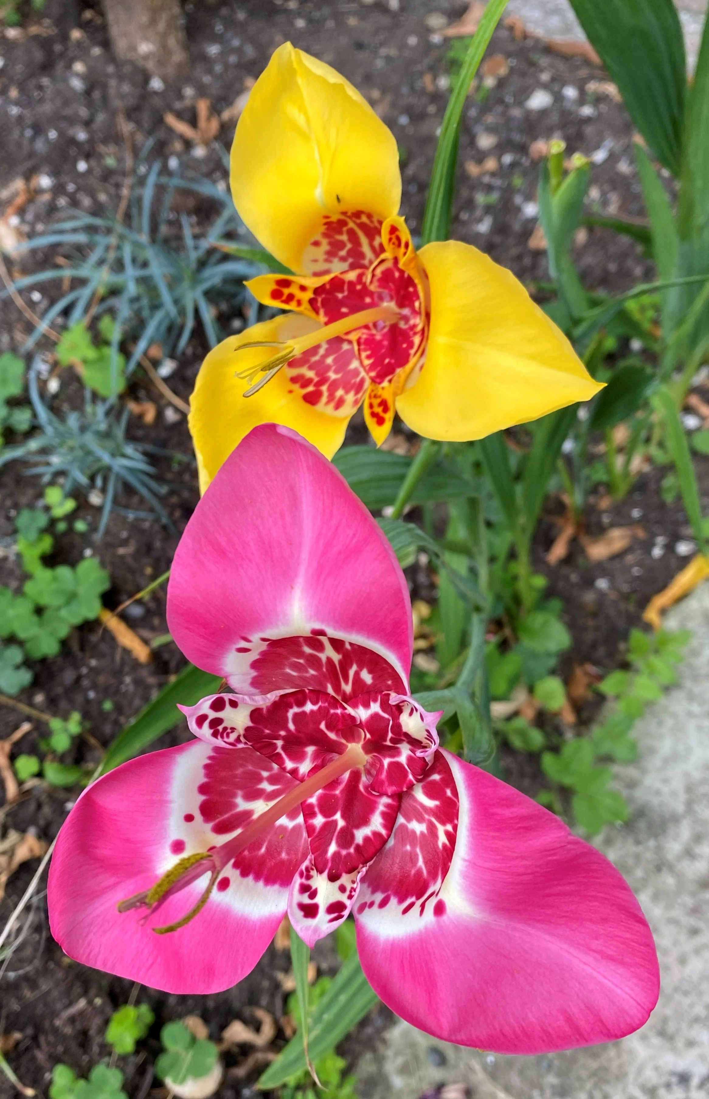Close-up of two colorful flowers, one yellow and pink with red speckles, and a pink flower with red speckles in the center, growing in soil with green plants nearby.
