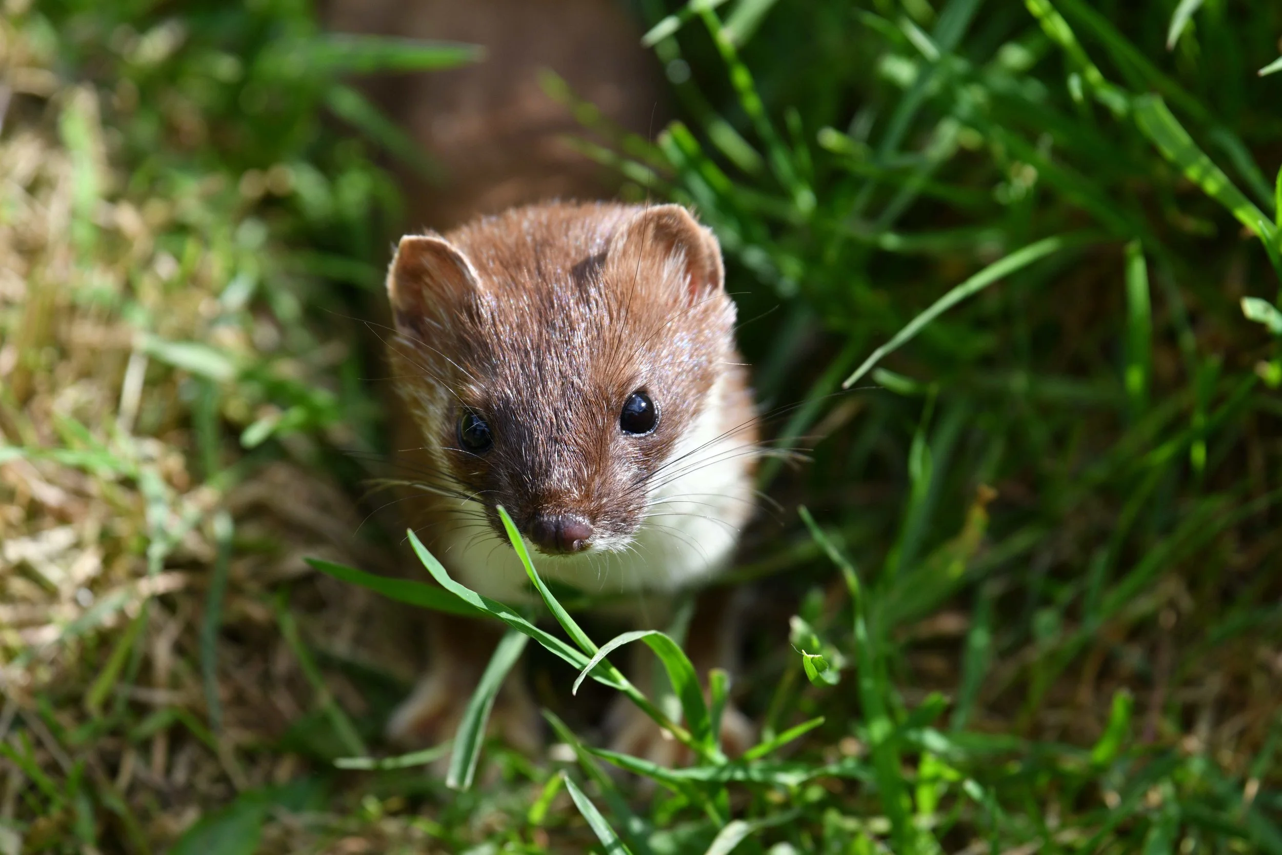 Close-up of a small brown and white ferret peeking through green grass.