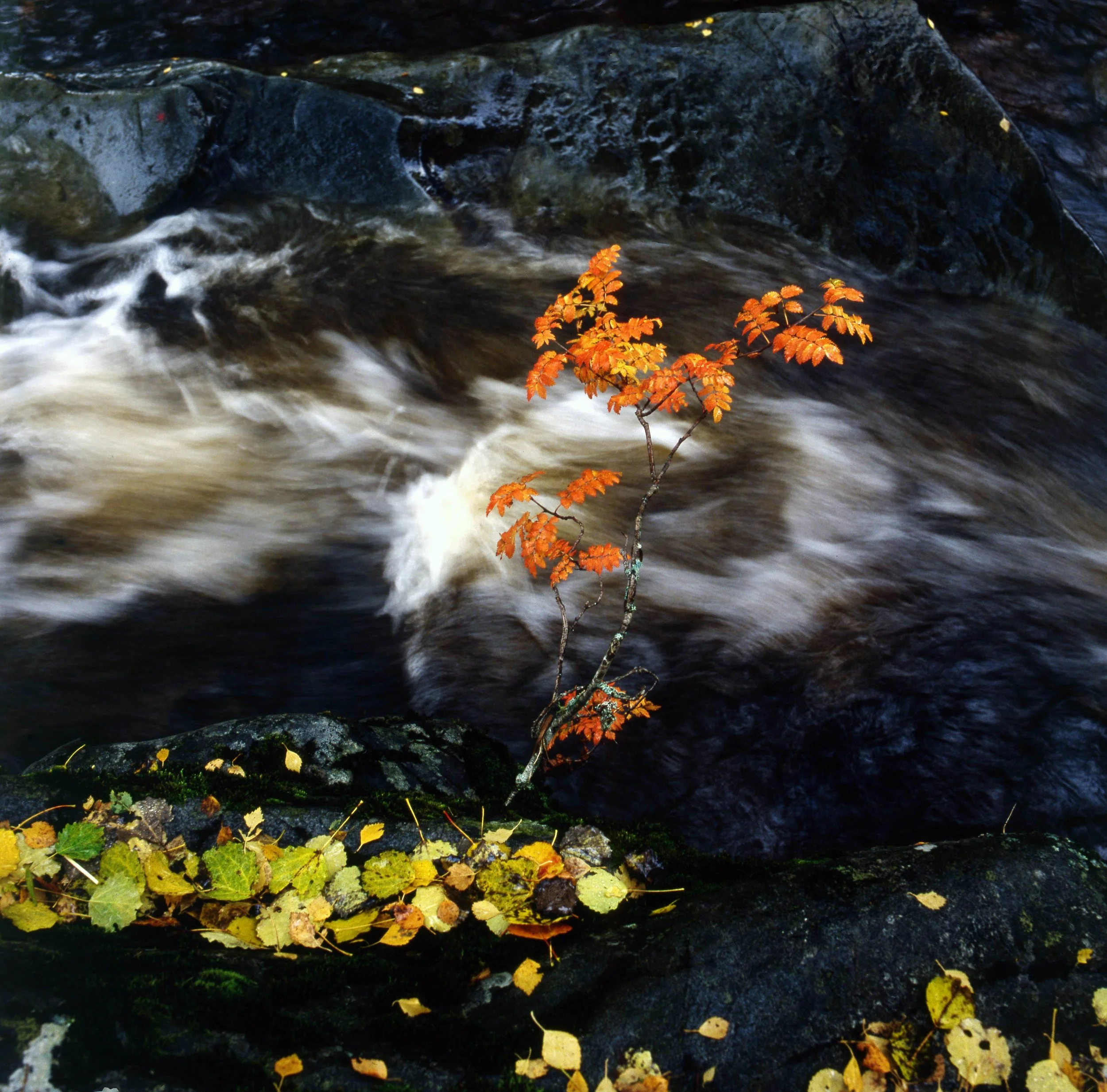 A small tree with orange and yellow leaves growing on a rock by a flowing river or stream with dark water and visible rocks.