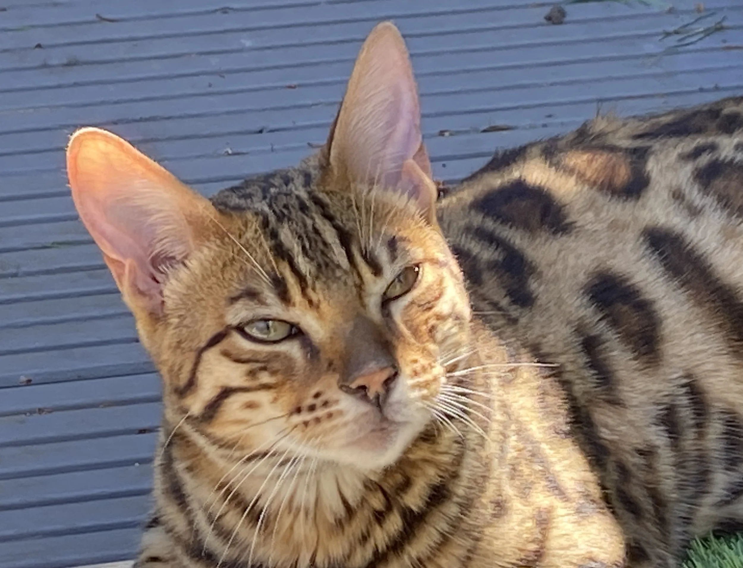 Tabby cat with a striped coat lying on a striped wooden surface with a portion of green grass visible at the bottom right.
