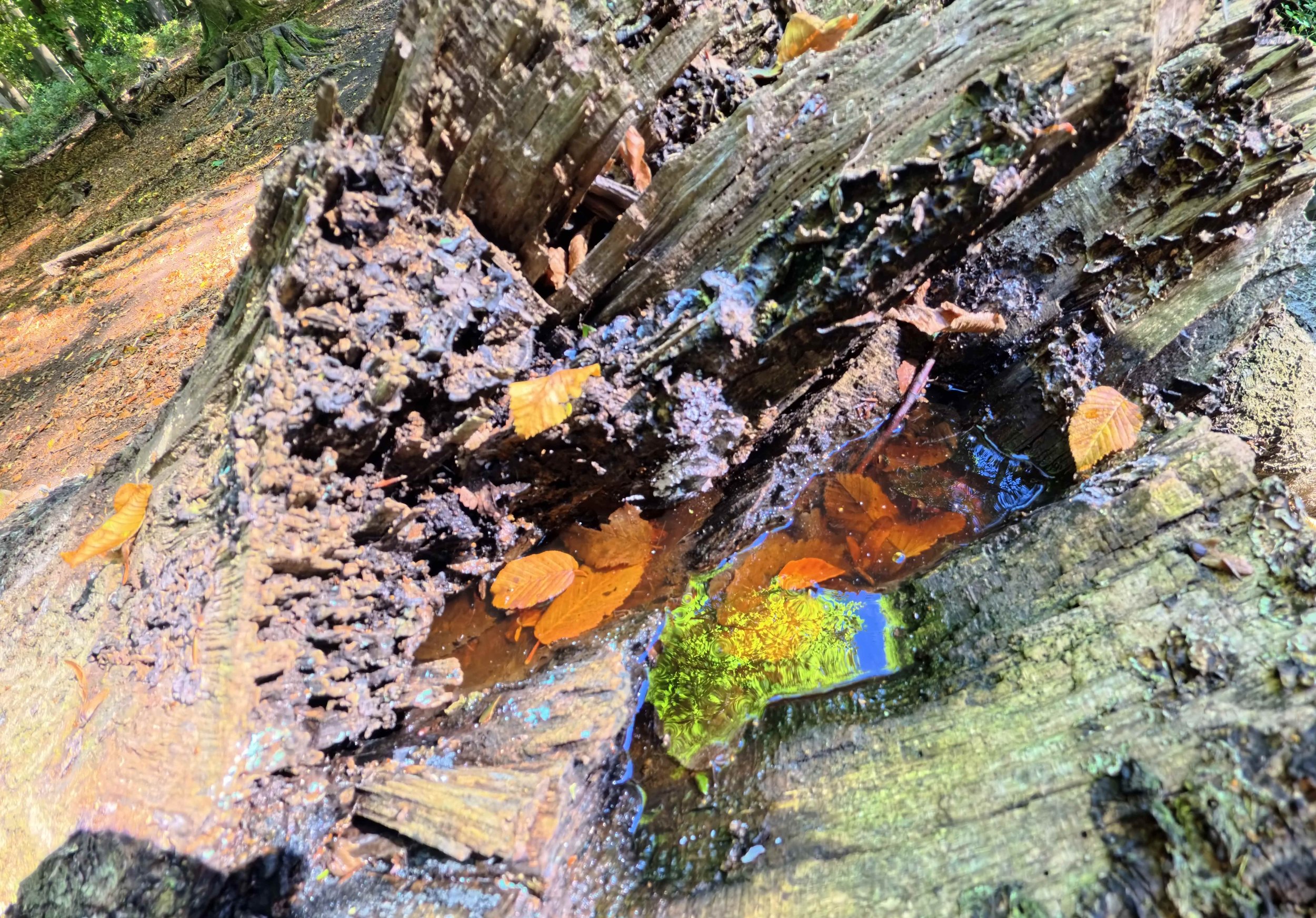 Close-up of a fallen tree trunk with dark, wet bark and forest leaves on the ground, in a wooded area with trees and greenery in the background.