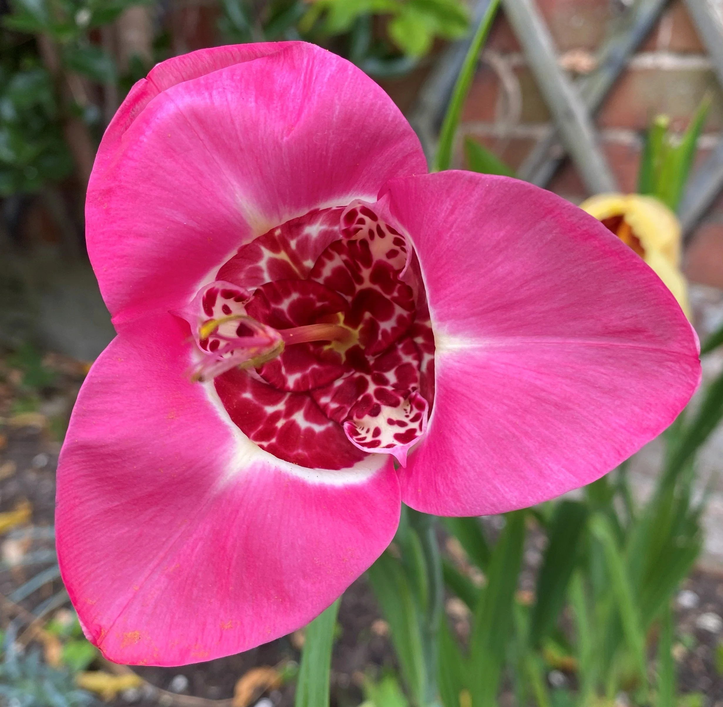 Close-up of a vibrant pink orchid flower with intricate red and white patterns on the lip, set against a blurred background of green leaves and a brick wall.