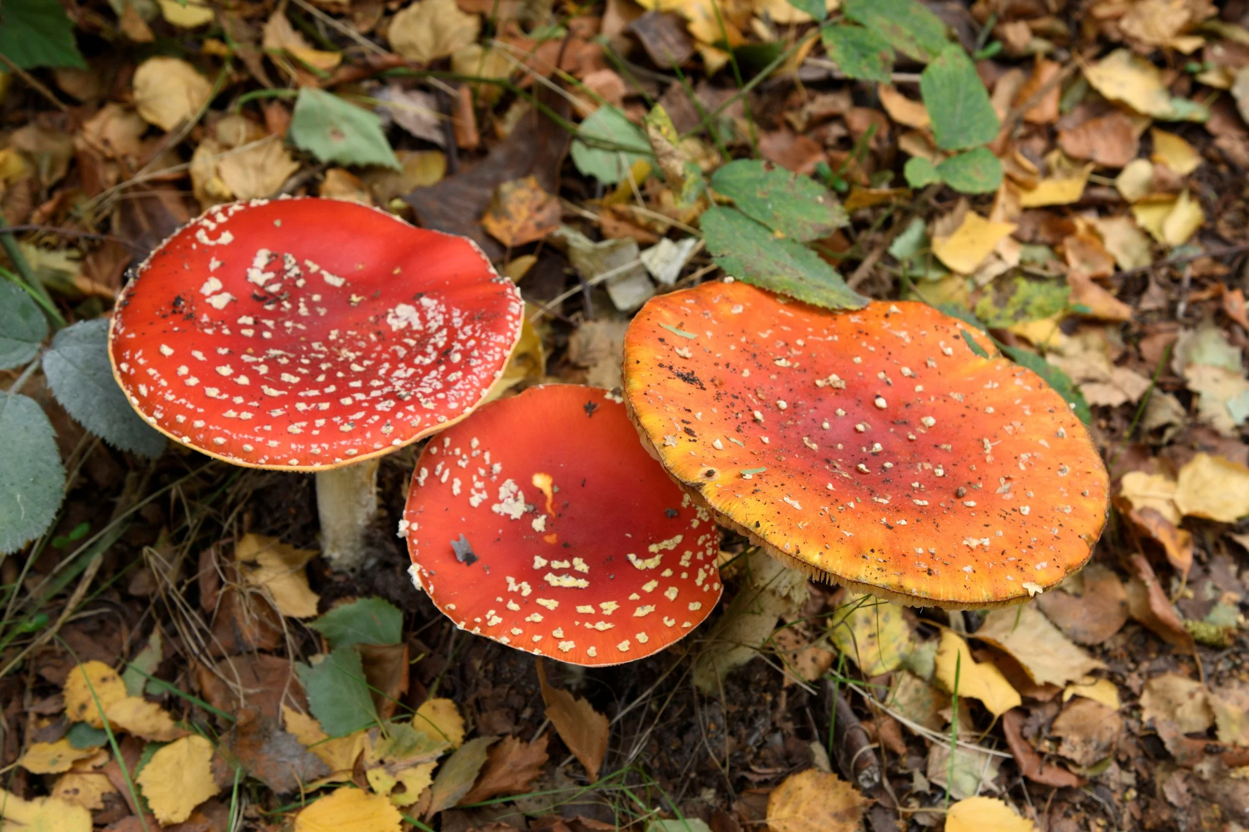 Three colorful mushrooms on the forest floor surrounded by fallen yellow and brown leaves and green foliage.