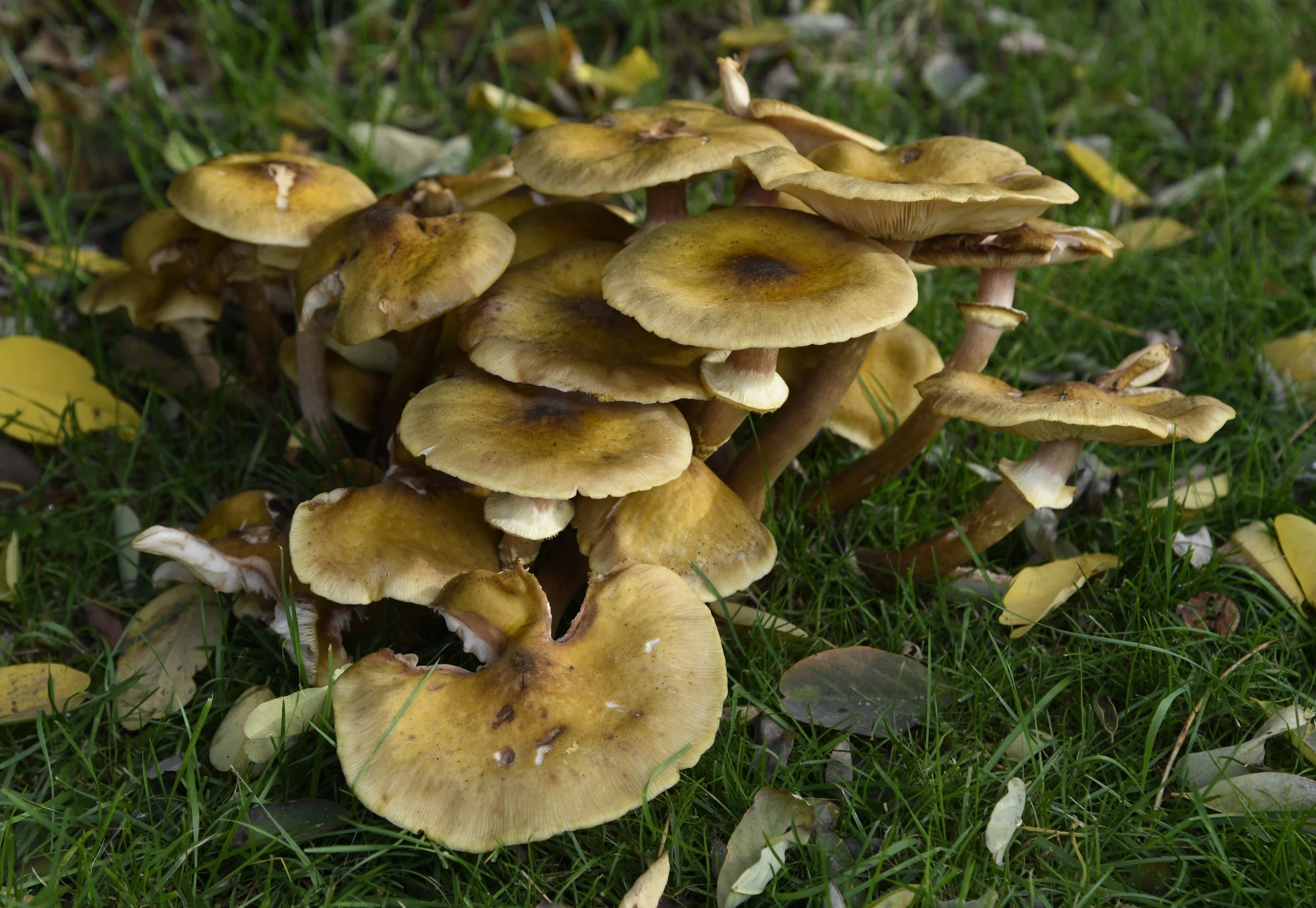 A cluster of yellowish-brown mushrooms growing on the grass with some fallen leaves around them.
