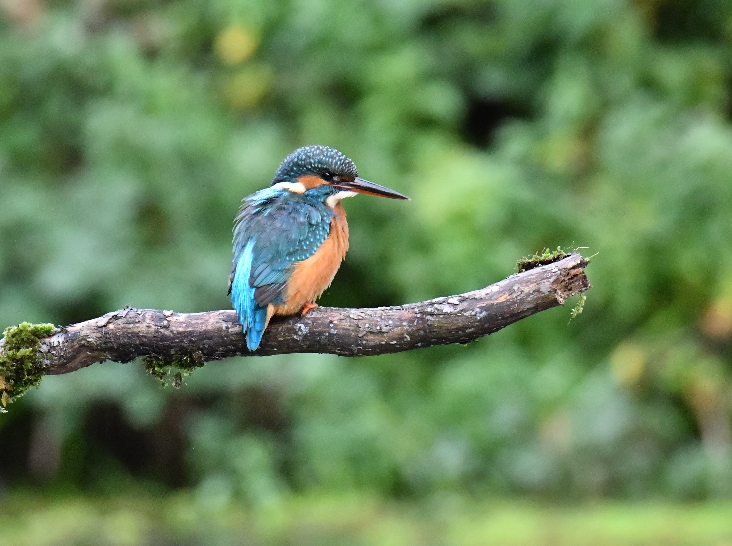 A colorful kingfisher bird perched on a mossy tree branch with a blurred green background.