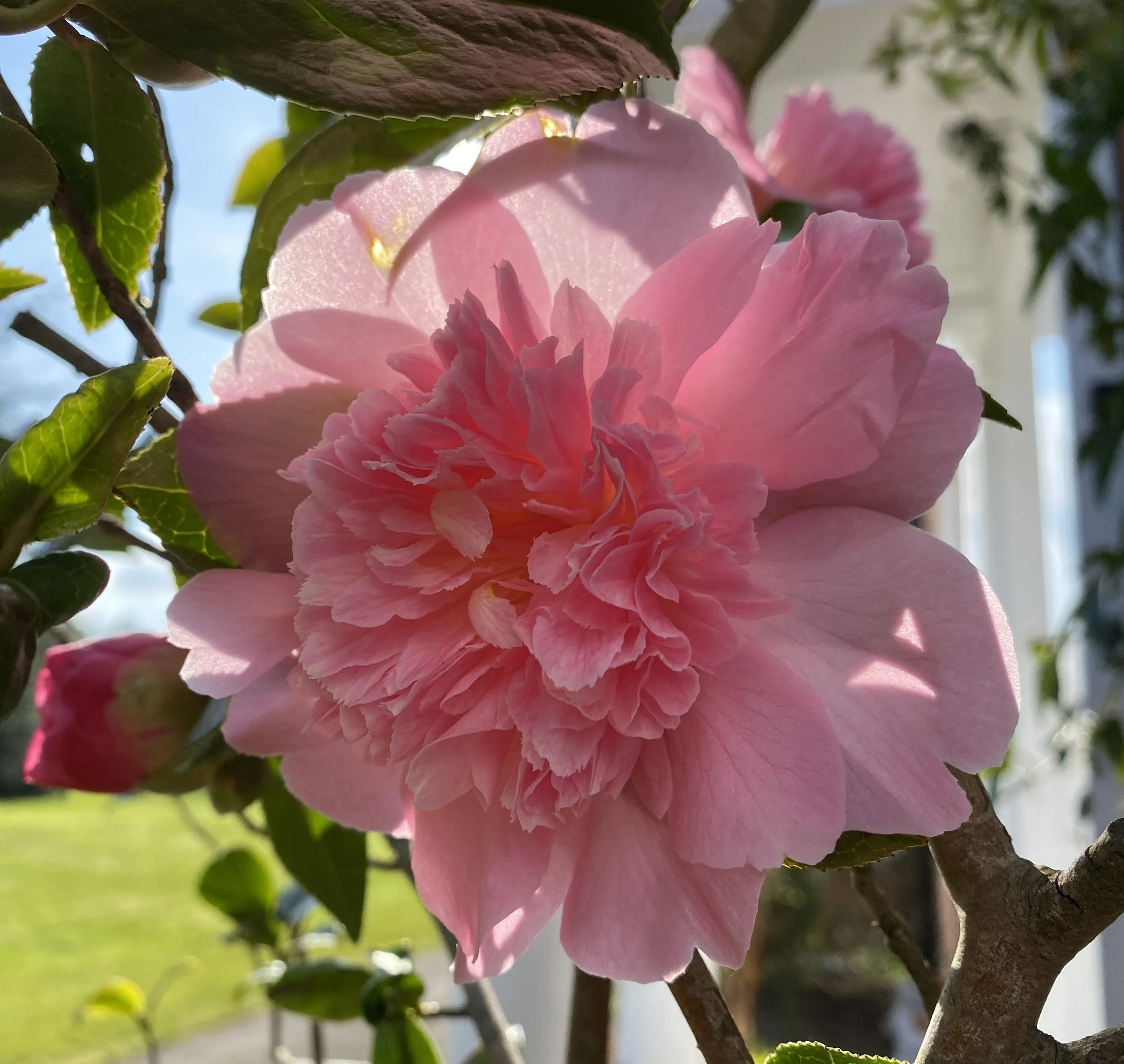 Close-up of a pink flower blooming on a tree branch, surrounded by green leaves, with sunlight shining through.