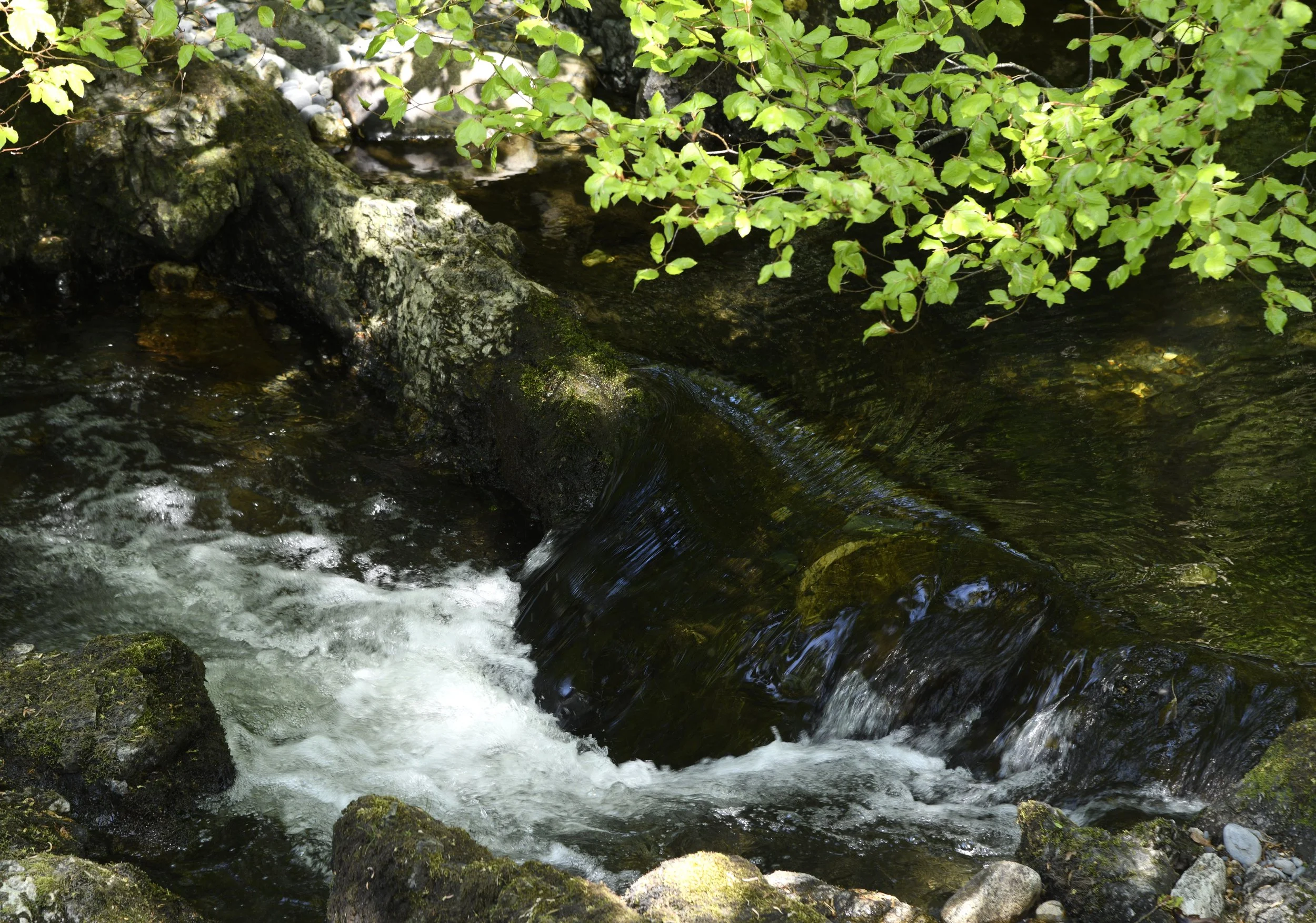 A small creek or stream flowing over rocks, surrounded by green foliage with sunlight filtering through the leaves.