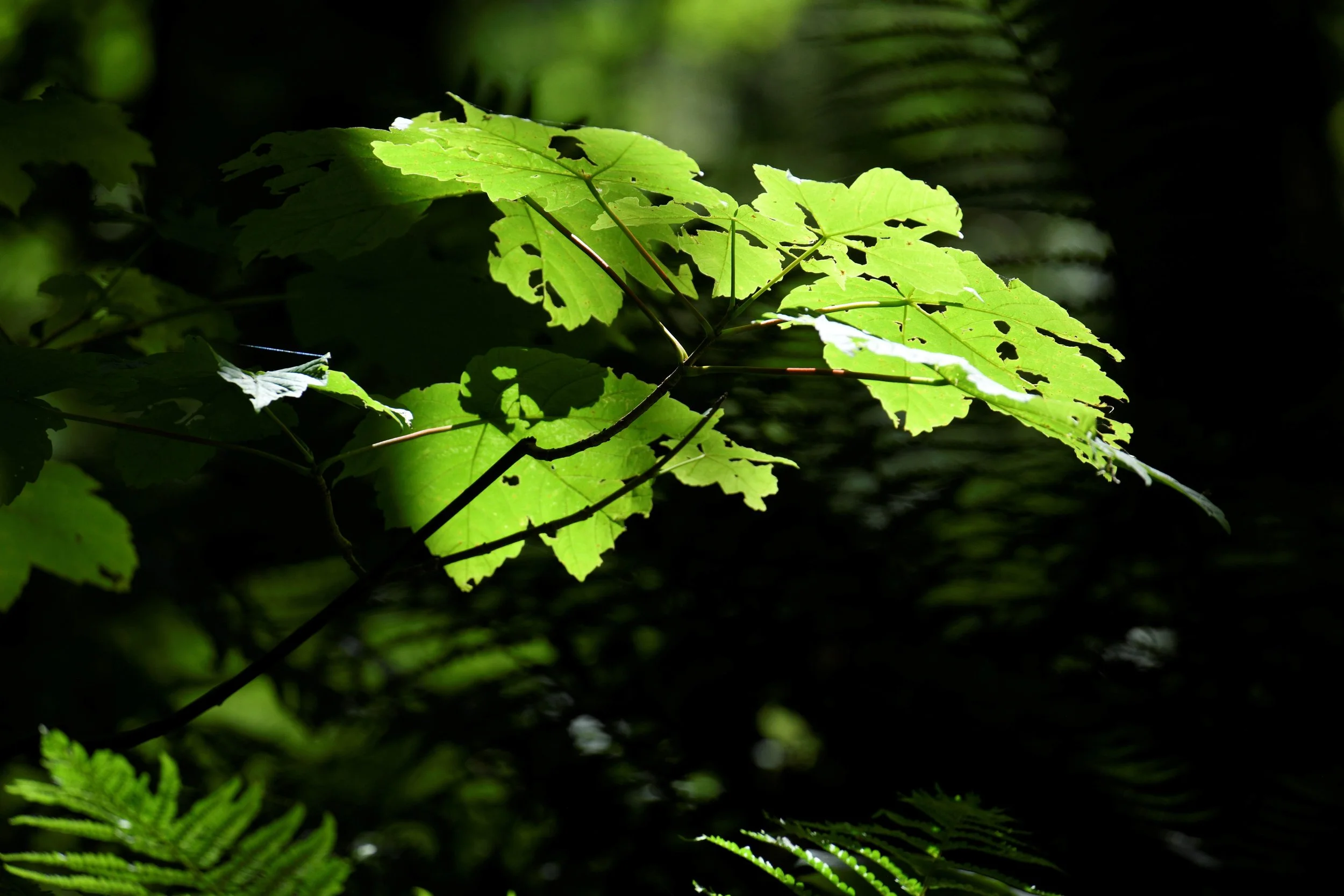 Green leaves illuminated by sunlight in a dark forest.