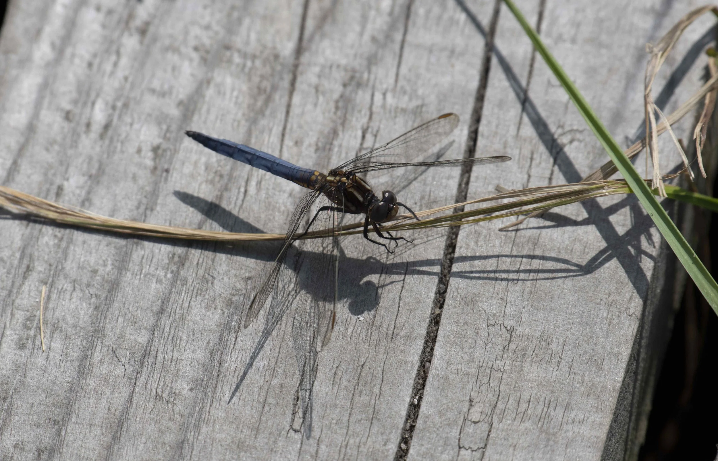 Close-up of a dragonfly resting on a dry grass stalk on a weathered wooden surface.