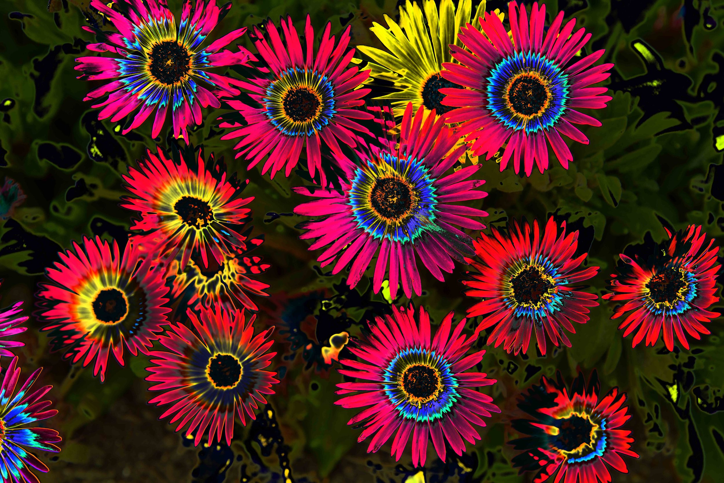 Brightly colored flowers with pink petals, dark centers, and intricate, multicolored rings of blue, yellow, and black in the middle, set against dark green foliage.