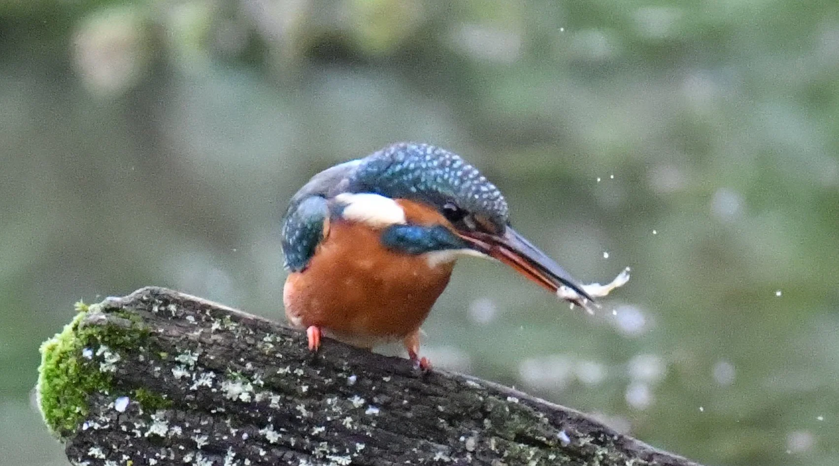 A kingfisher bird perched on a mossy log, catching a small fish in its beak with water droplets around.