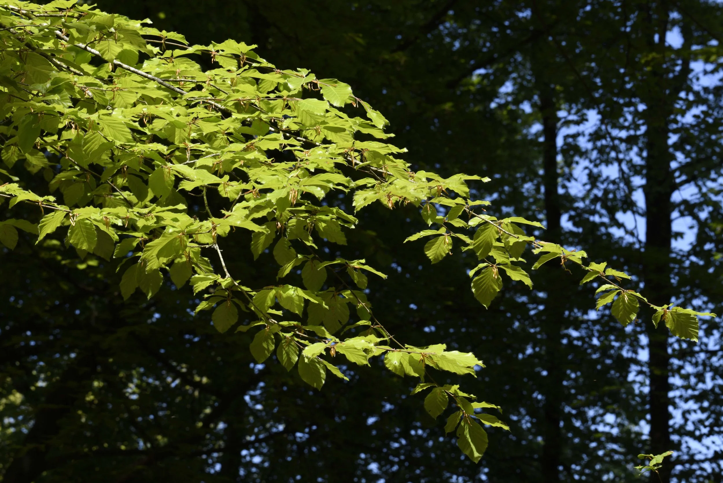 Tree branch with bright green leaves in sunlight, dark forest background.