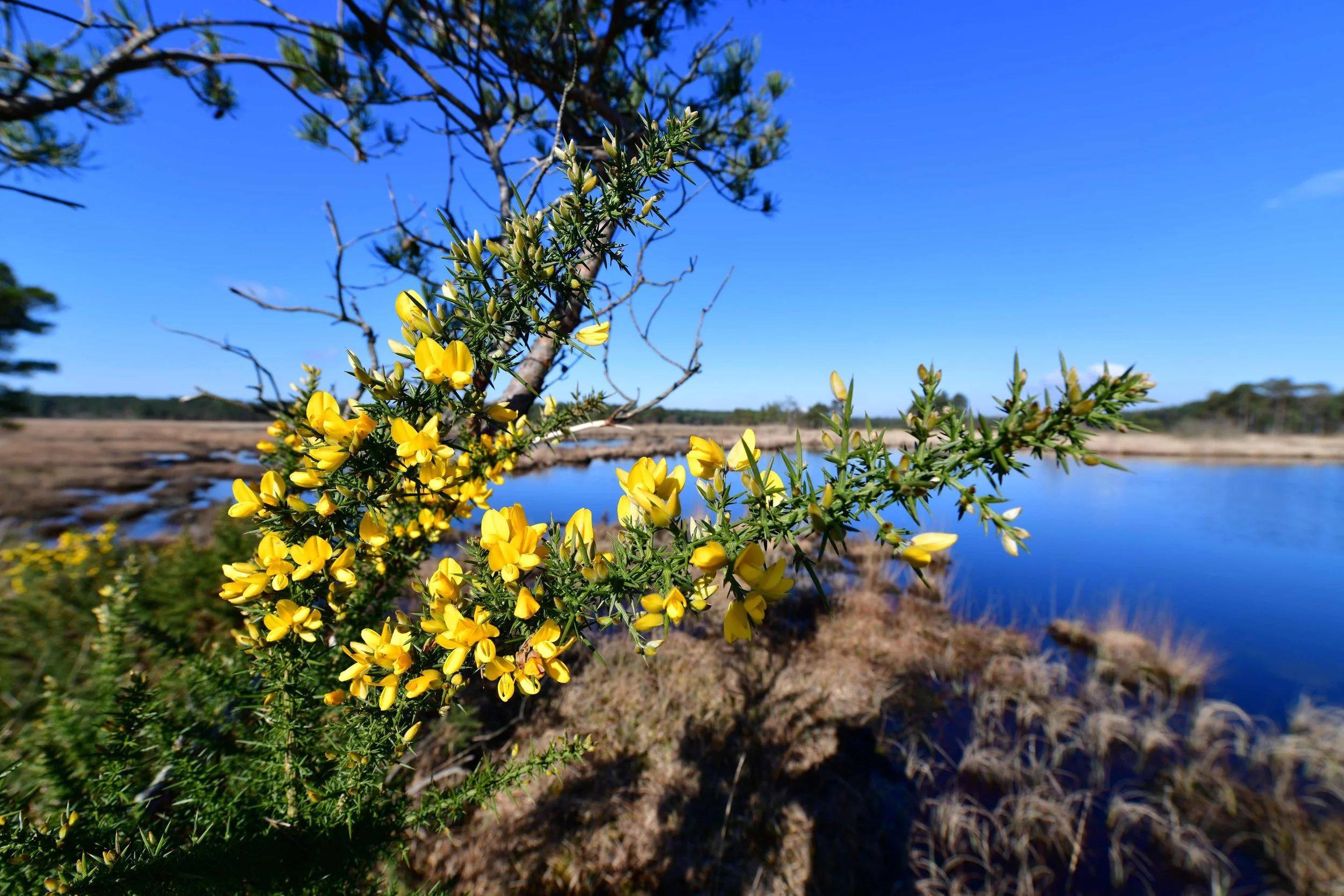 Yellow flowering shrub with bright yellow flowers and green sharp leaves near a body of water under a clear blue sky.