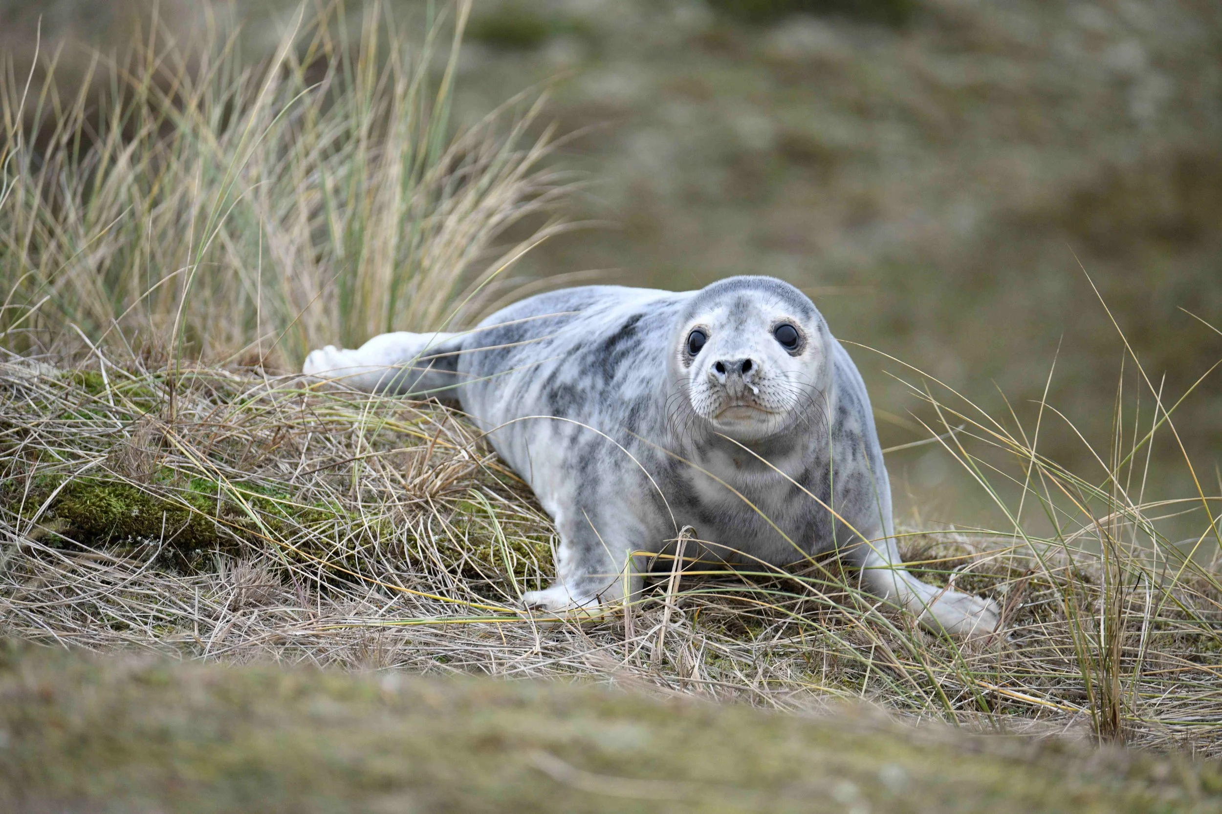 A seal lying on a patch of grass and moss near water, with tall grass and reeds in the background.