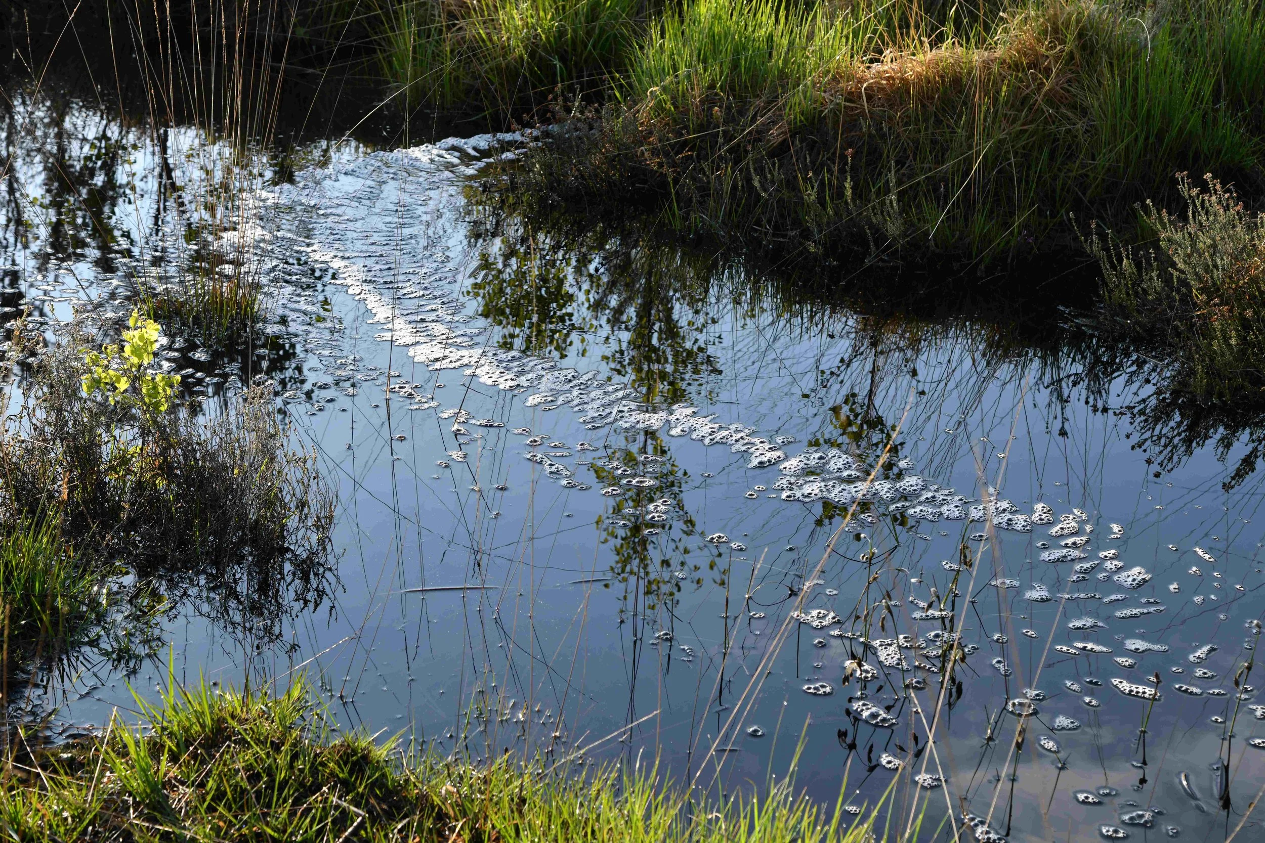 A small stream or creek surrounded by green grass and plants, with bubbles on the surface of the water reflecting sunlight.