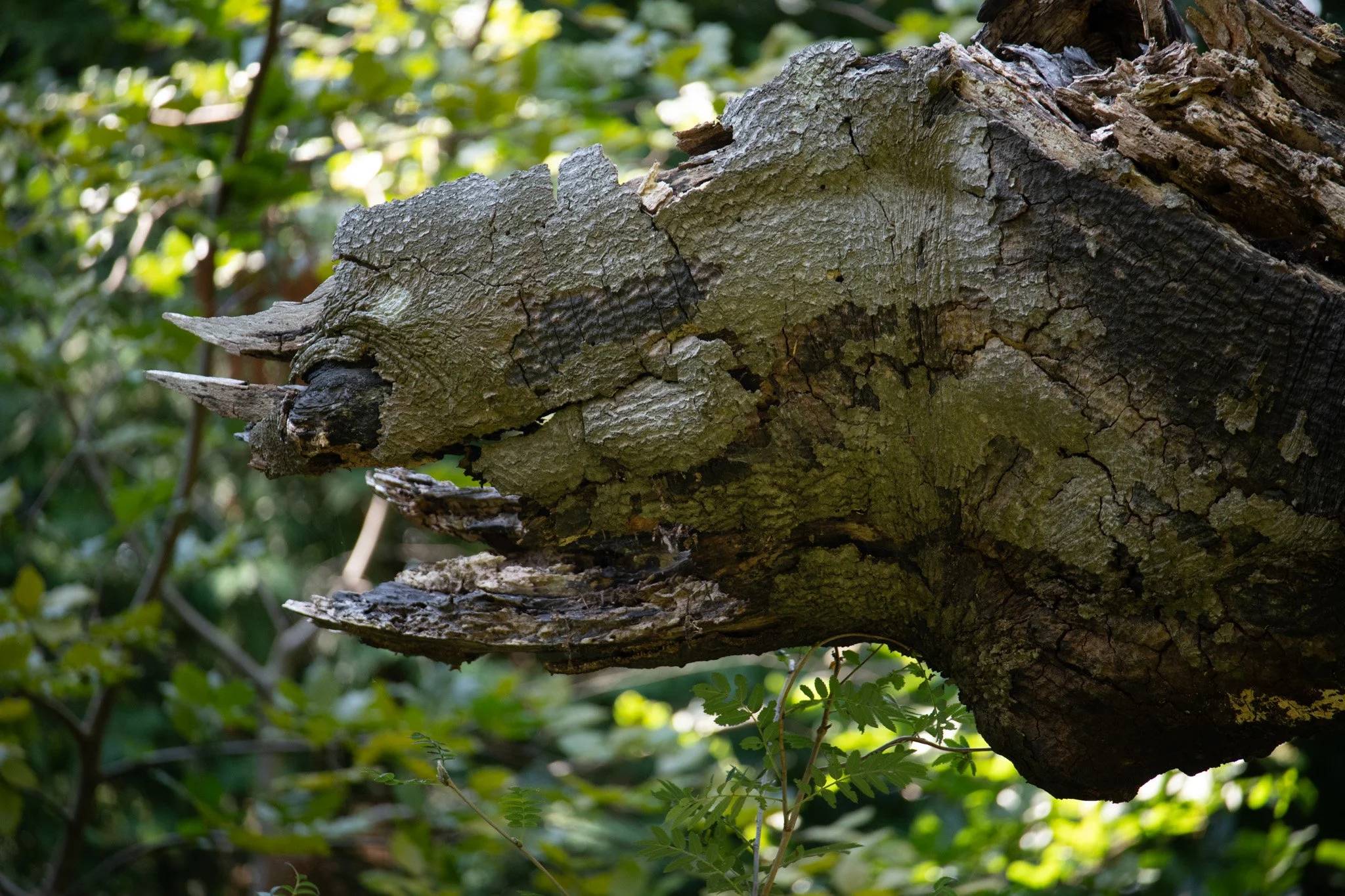 Close-up of a fallen tree trunk in a forest with green foliage in the background.