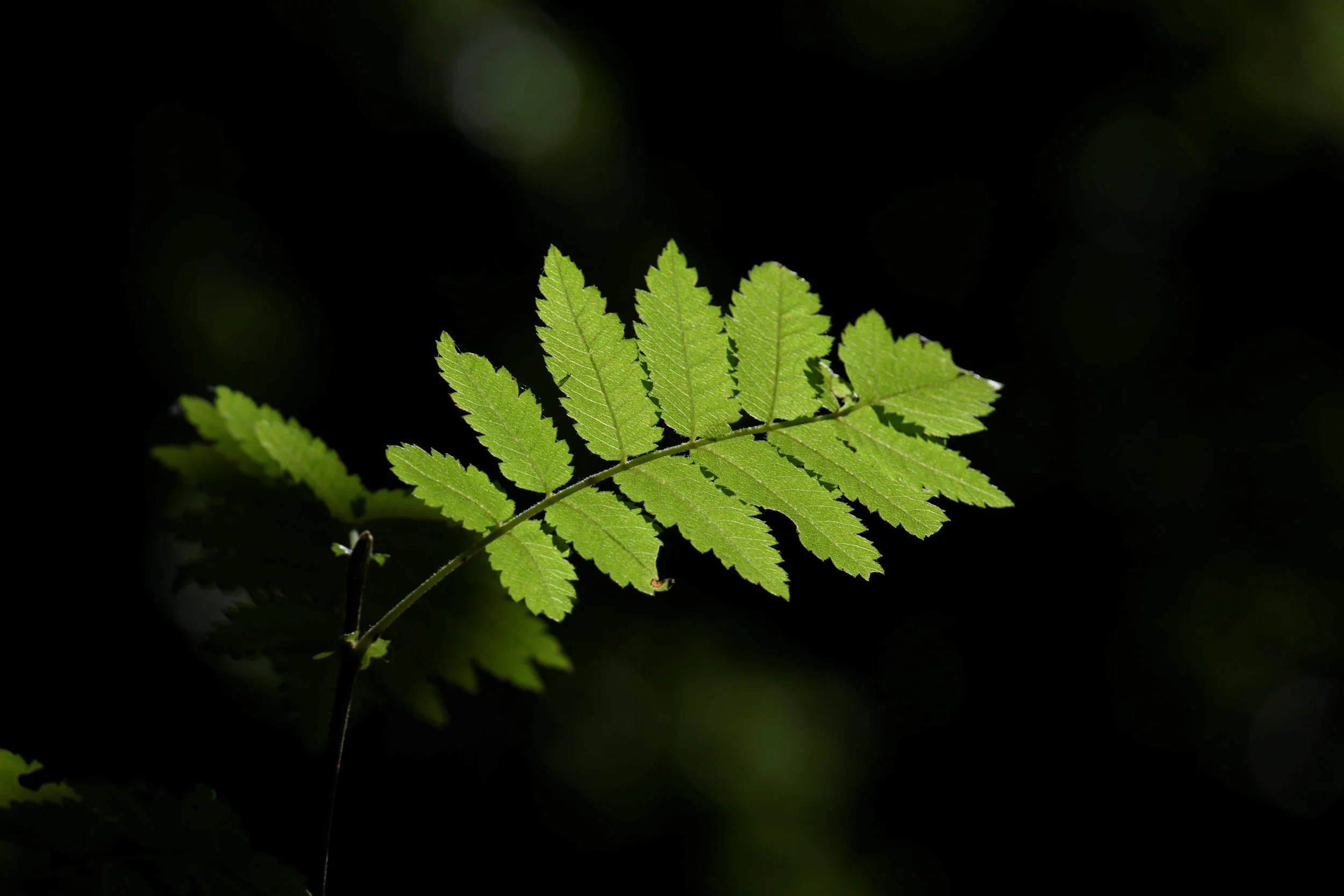 Green fern leaf against a dark background.