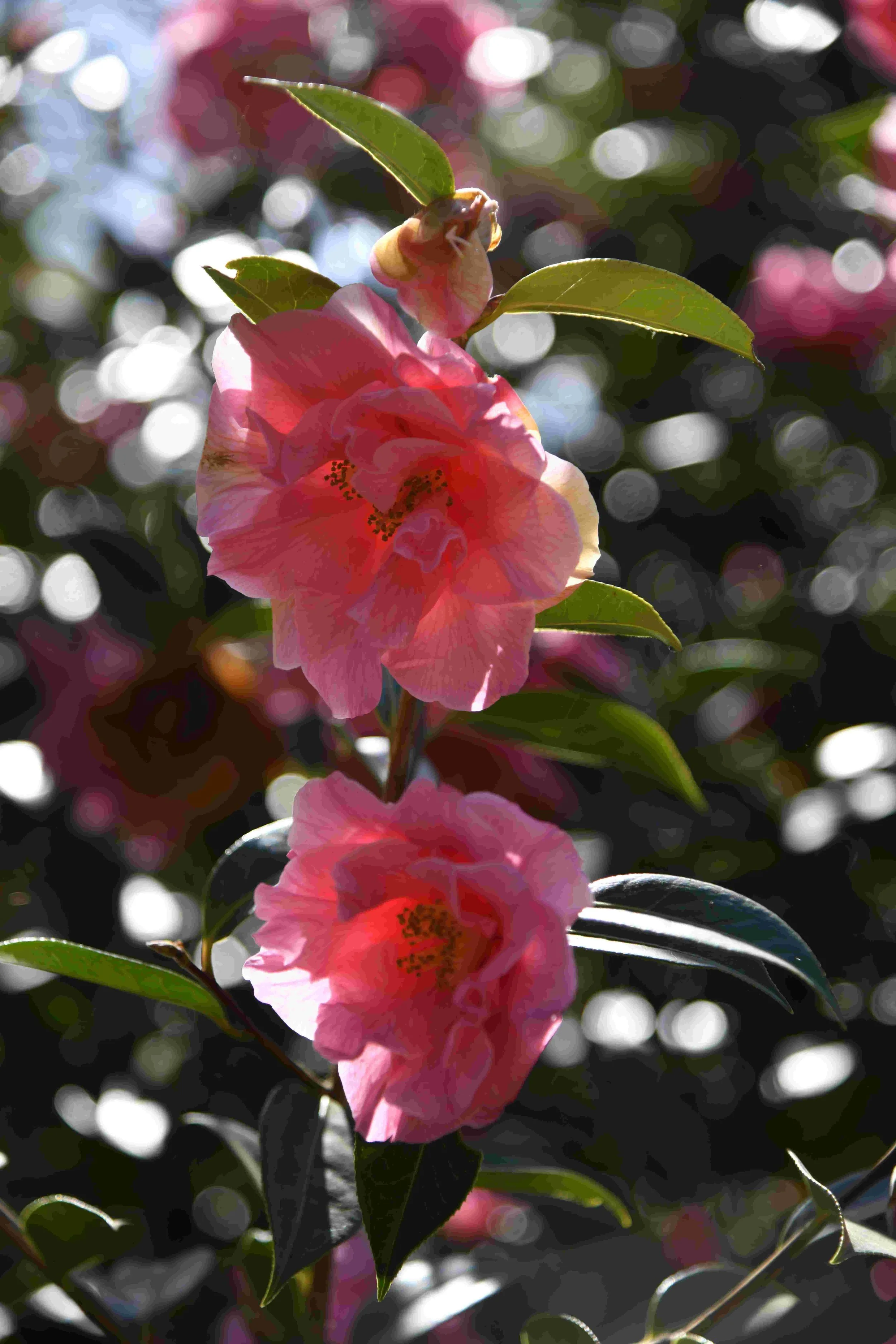 Close-up of pink camellia flowers on a shrub with green leaves, with sunlight creating bokeh effect in the background.