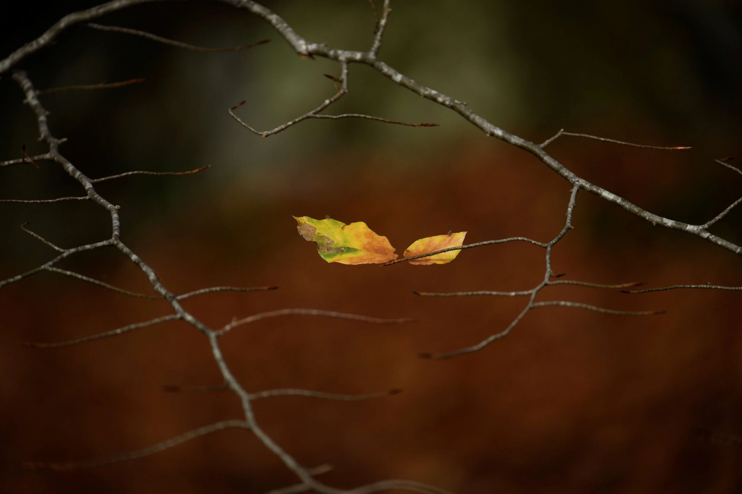 A close-up of a leaf tangled in a wire fence, with a blurred dark background.